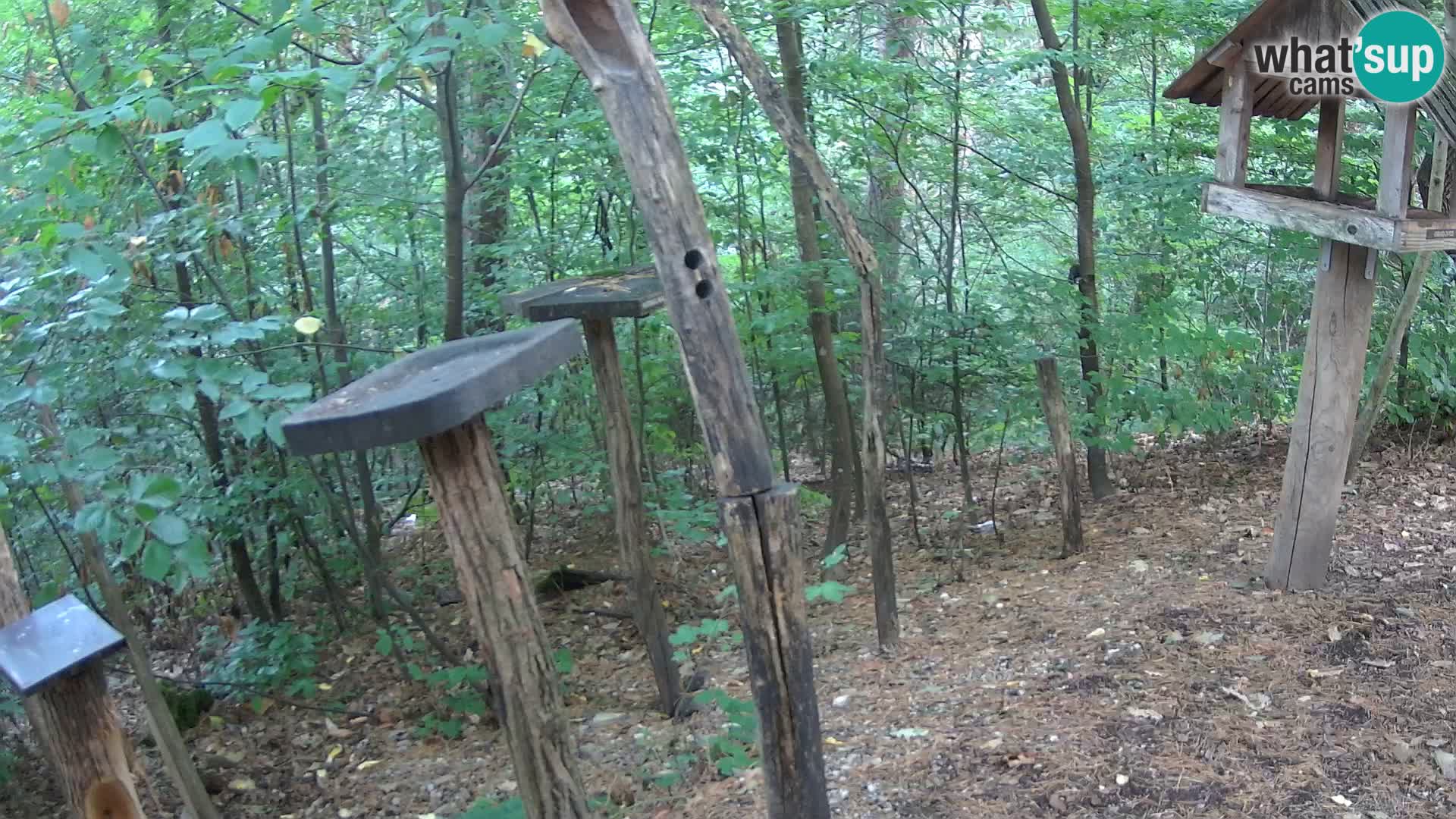 Comederos para pájaros en ZOO Ljubljana camera en vivo