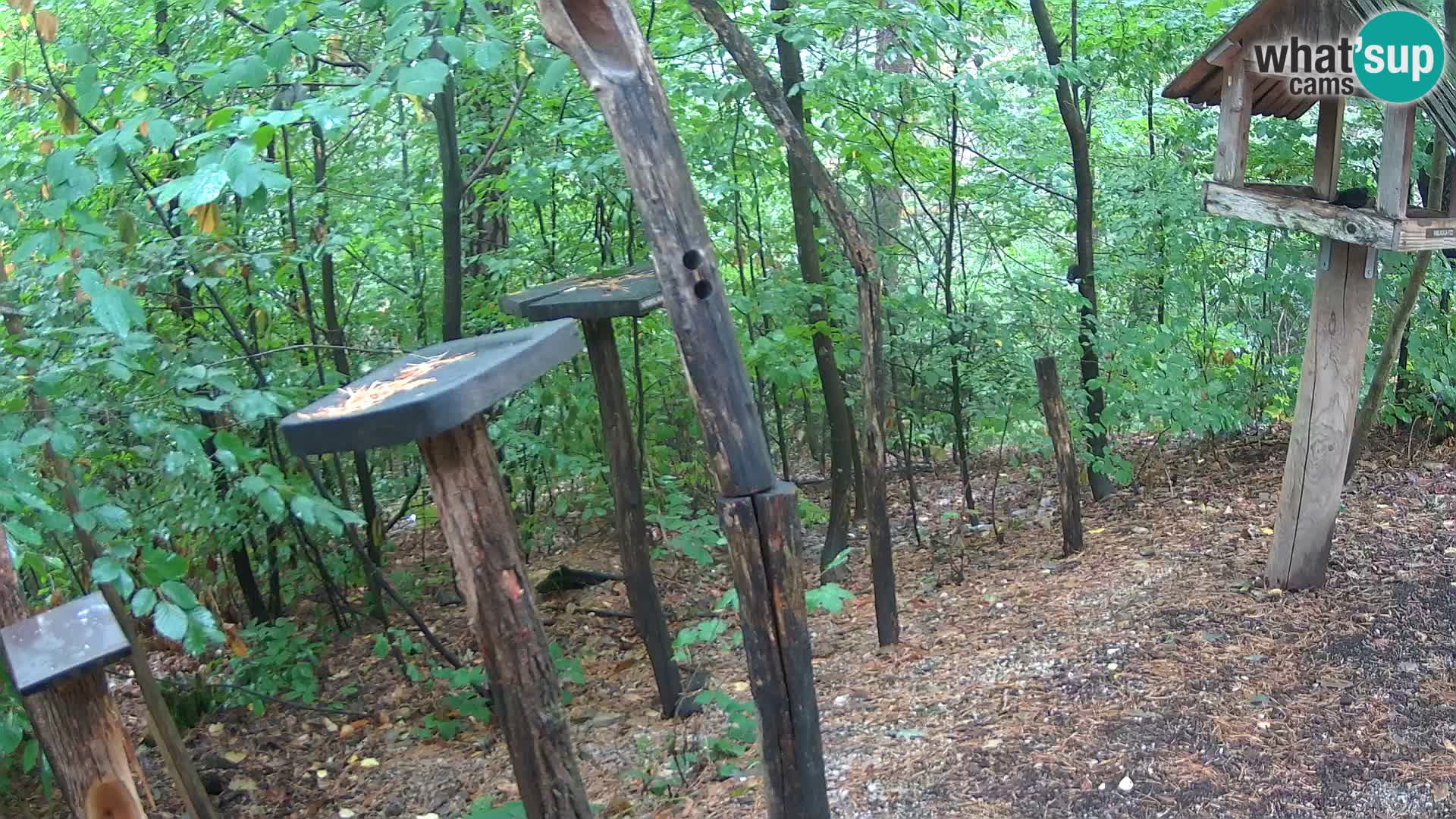 Comederos para pájaros en ZOO Ljubljana camera en vivo