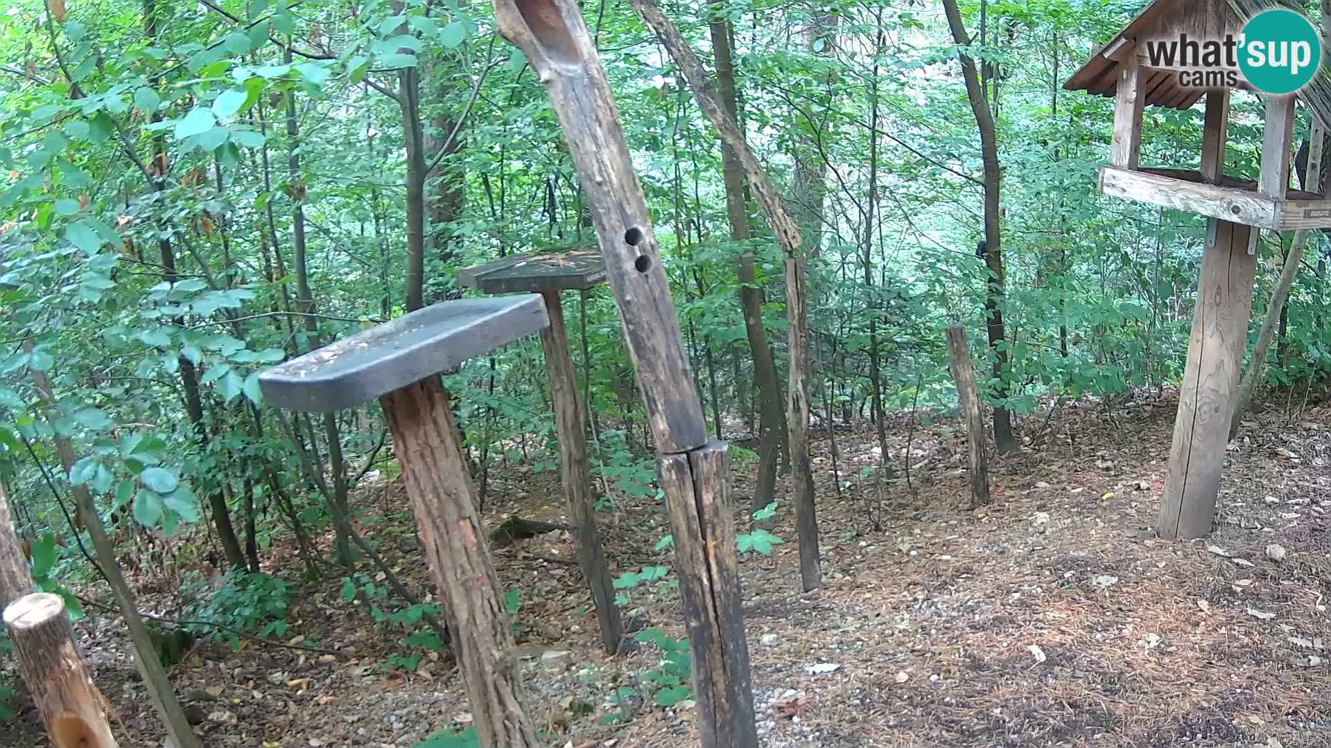 Comederos para pájaros en ZOO Ljubljana camera en vivo