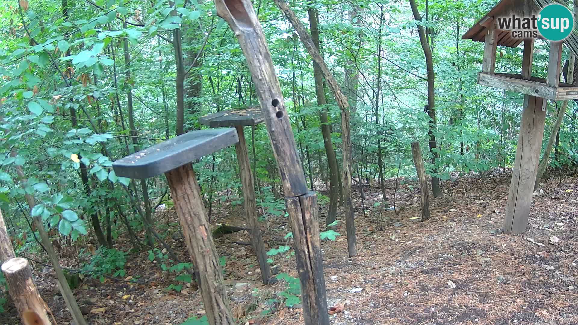 Mangeoires pour oiseaux au ZOO live webcam Ljubljana