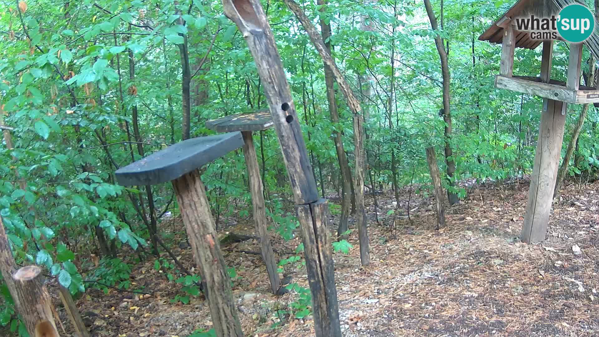 Vogelfutterhäuschen im ZOO webcam Ljubljana