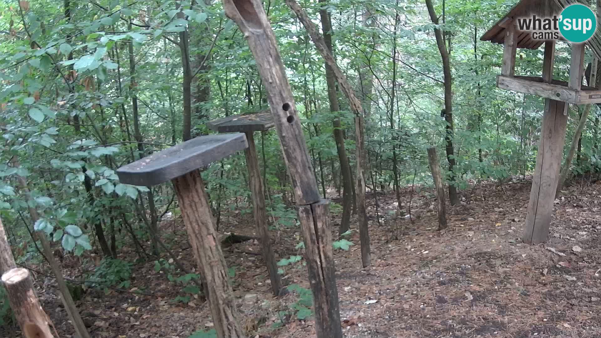 Vogelfutterhäuschen im ZOO webcam Ljubljana
