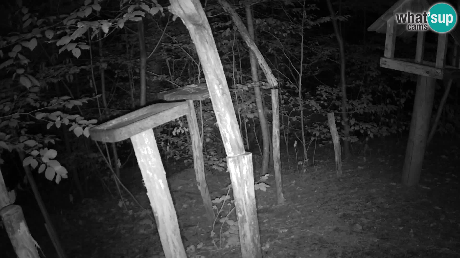 Mangeoires pour oiseaux au ZOO live webcam Ljubljana