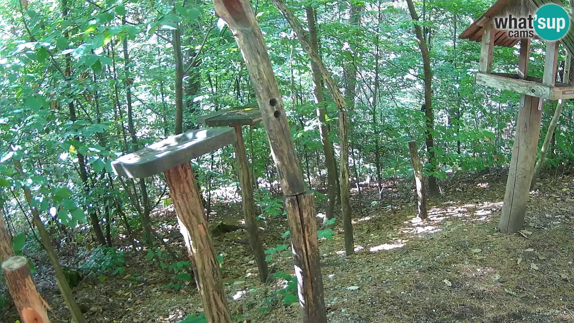 Hranilice za ptice u ZOO web kamera Ljubljana