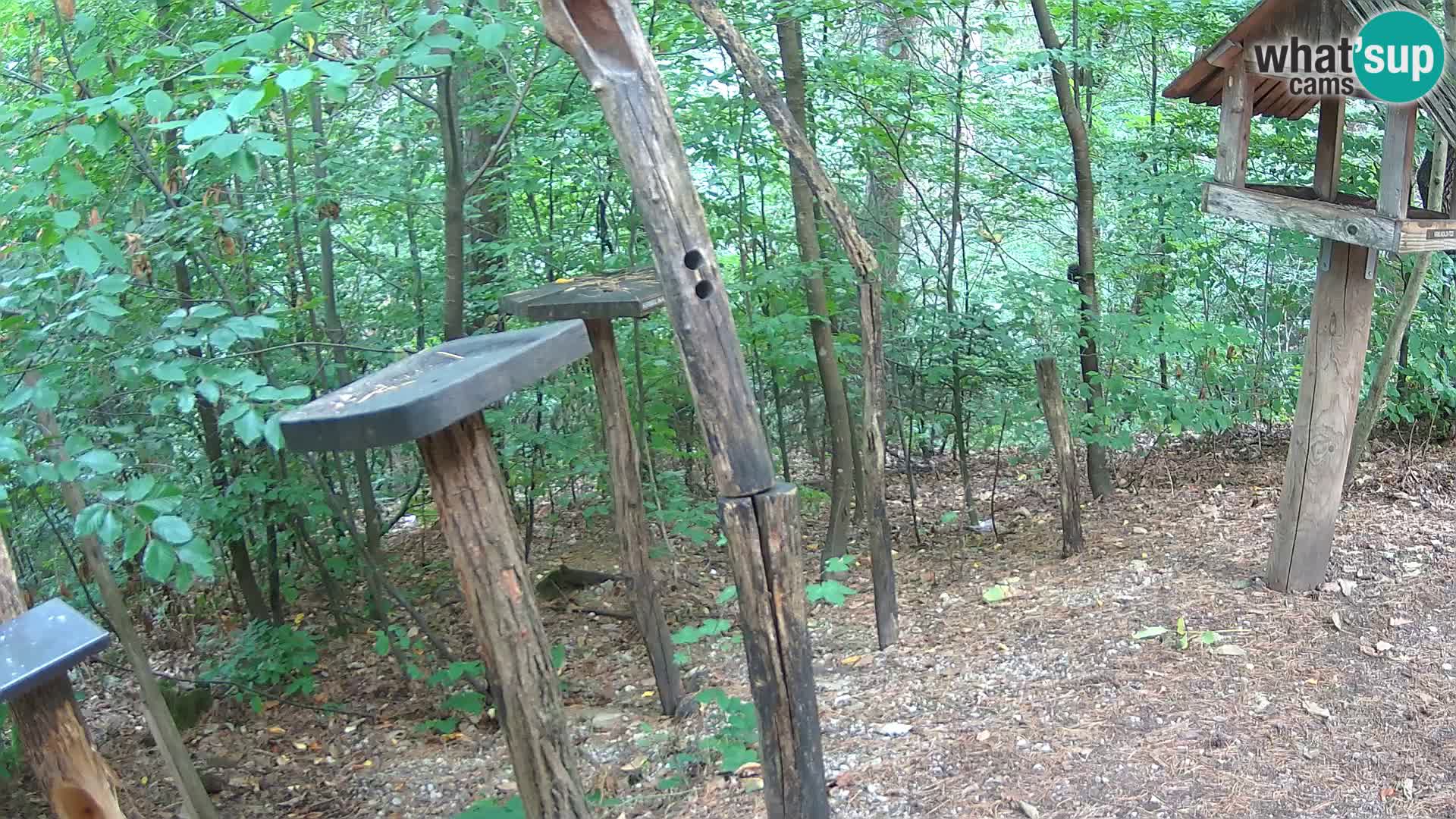Krmilnice za ptiče v ZOO Ljubljana spletna kamera