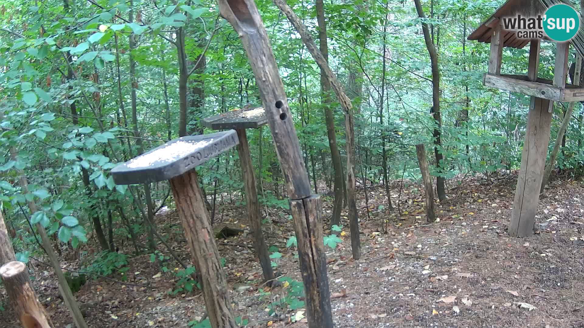 Vogelfutterhäuschen im ZOO webcam Ljubljana