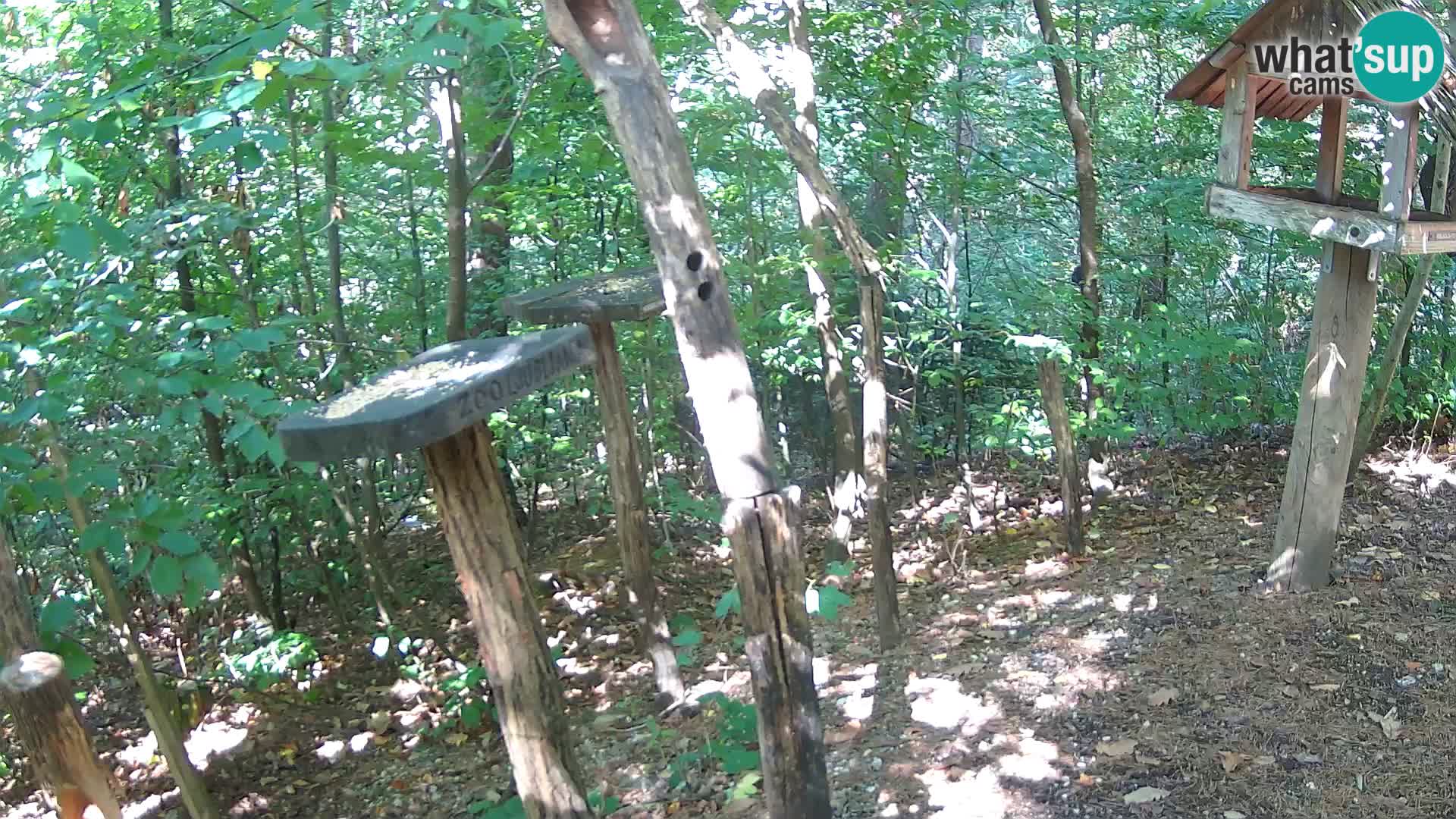 Krmilnice za ptiče v ZOO Ljubljana spletna kamera