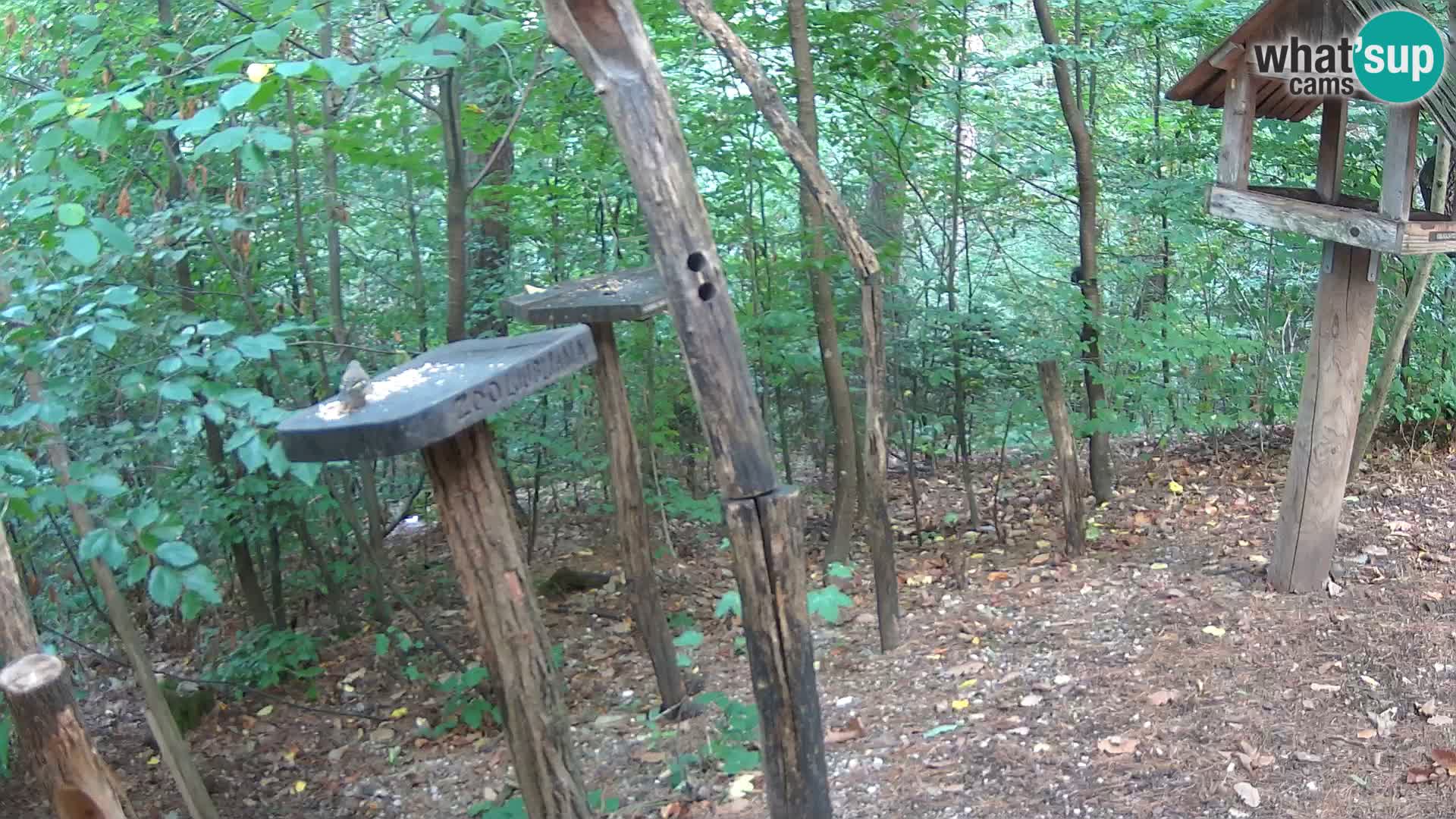 Hranilice za ptice u ZOO web kamera Ljubljana