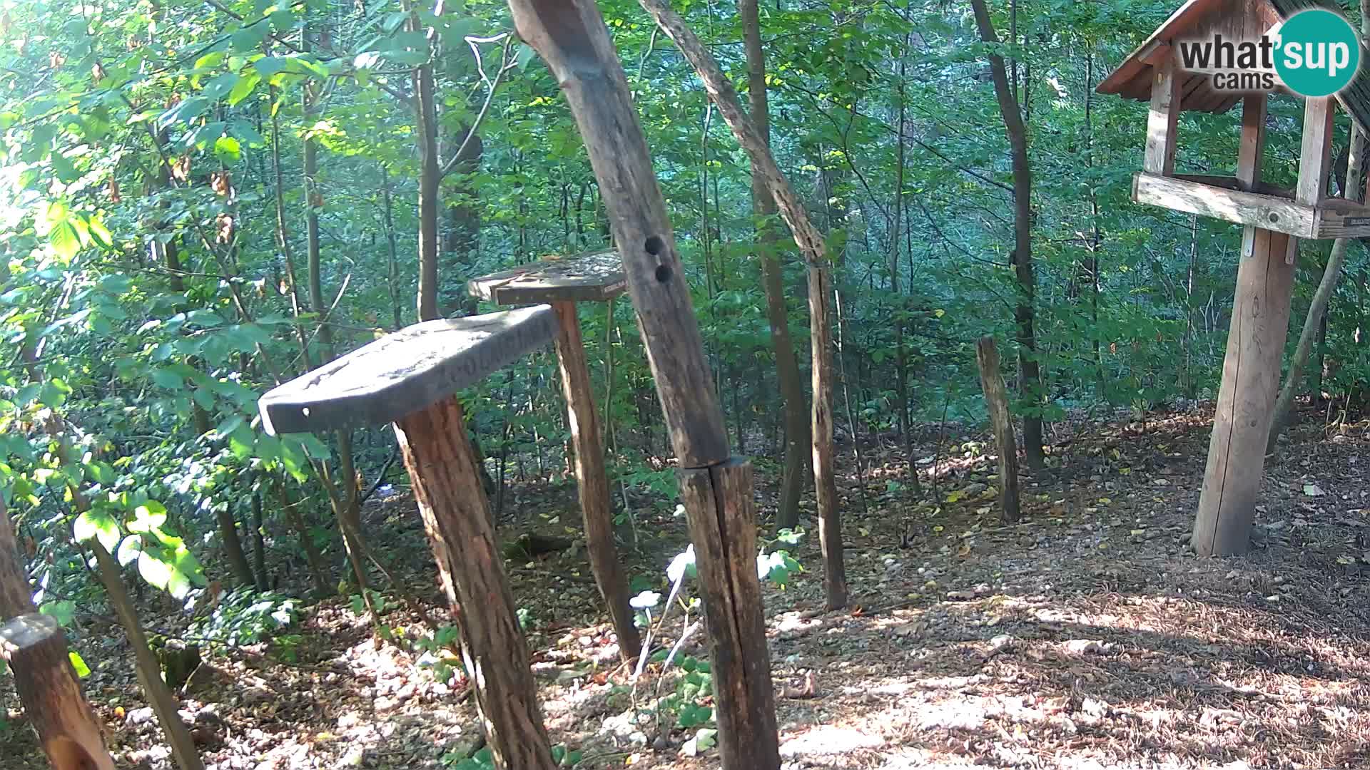 Bird feeders at ZOO Ljubljana webcam