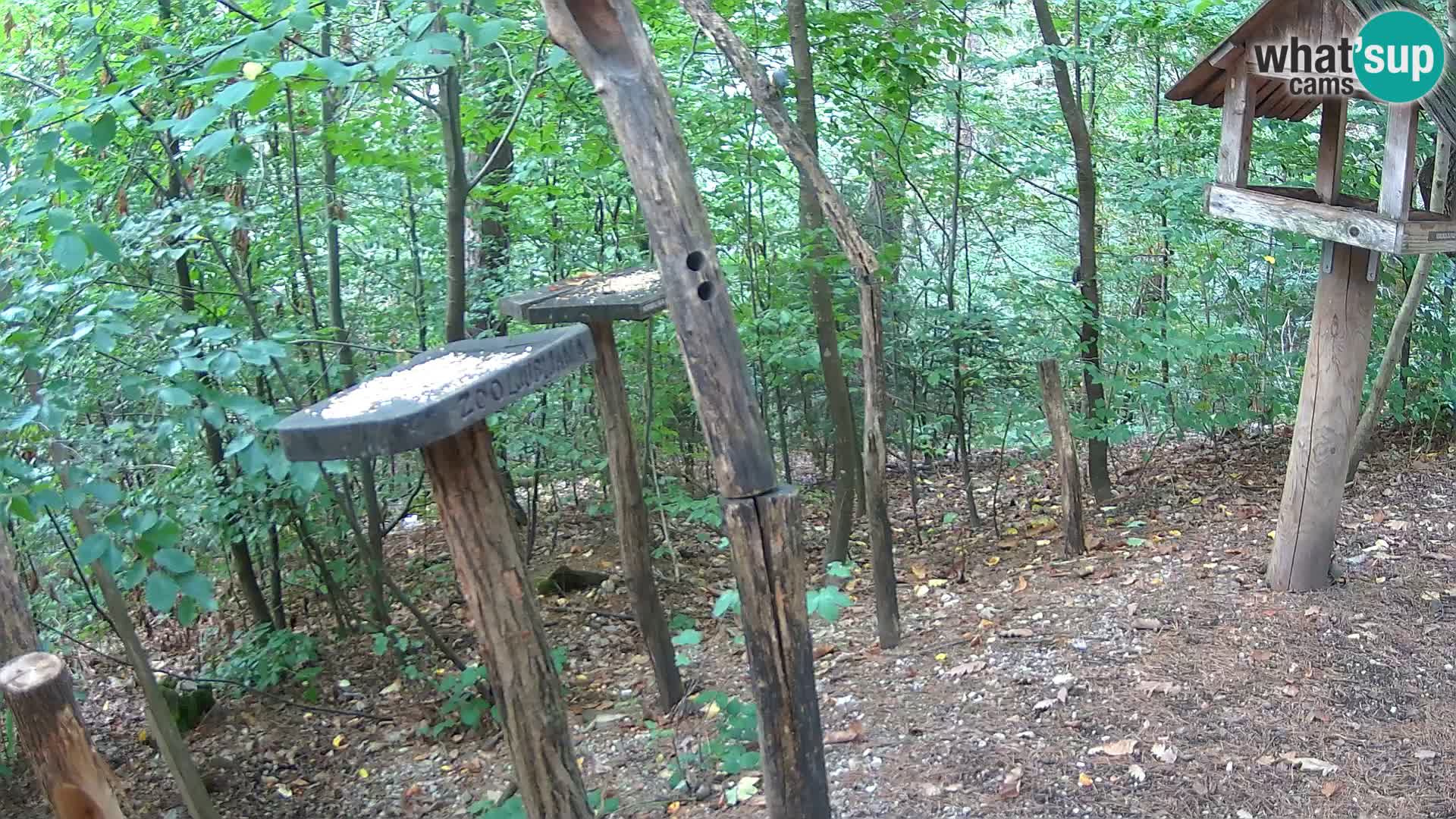 Mangiatoie per uccelli allo ZOO di Lubiana livecam