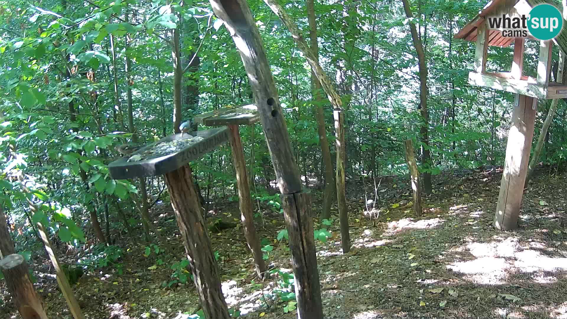 Hranilice za ptice u ZOO web kamera Ljubljana