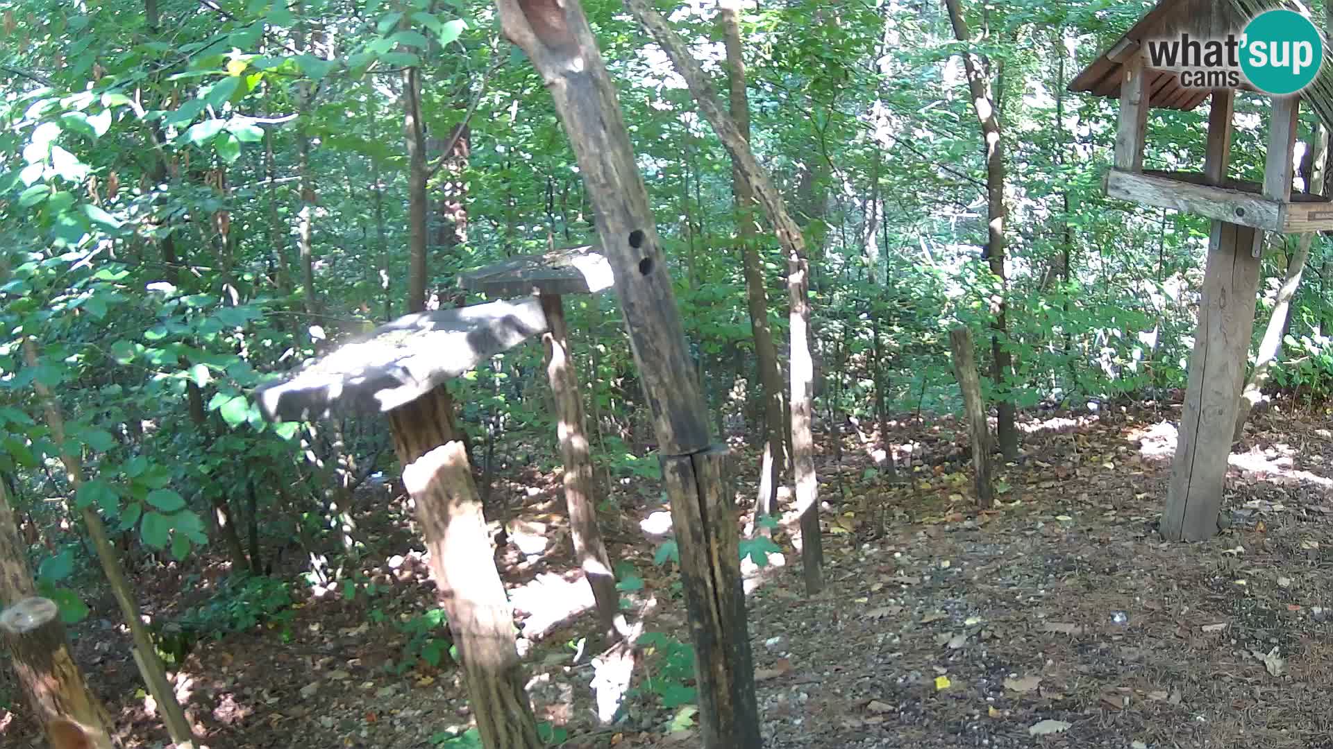 Krmilnice za ptiče v ZOO Ljubljana spletna kamera
