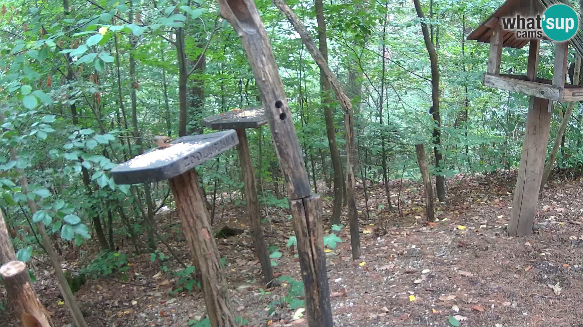 Hranilice za ptice u ZOO web kamera Ljubljana