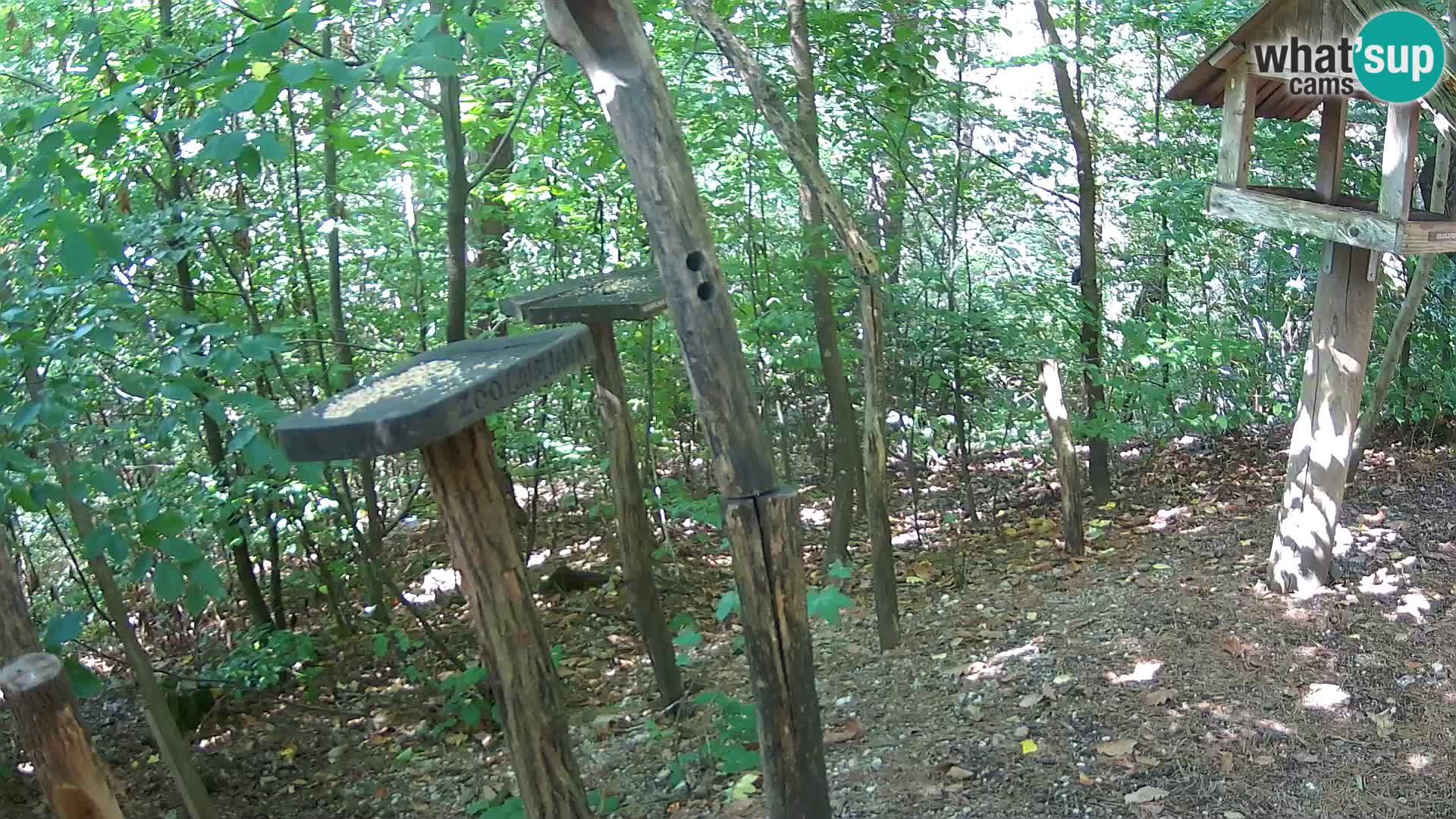 Mangeoires pour oiseaux au ZOO live webcam Ljubljana