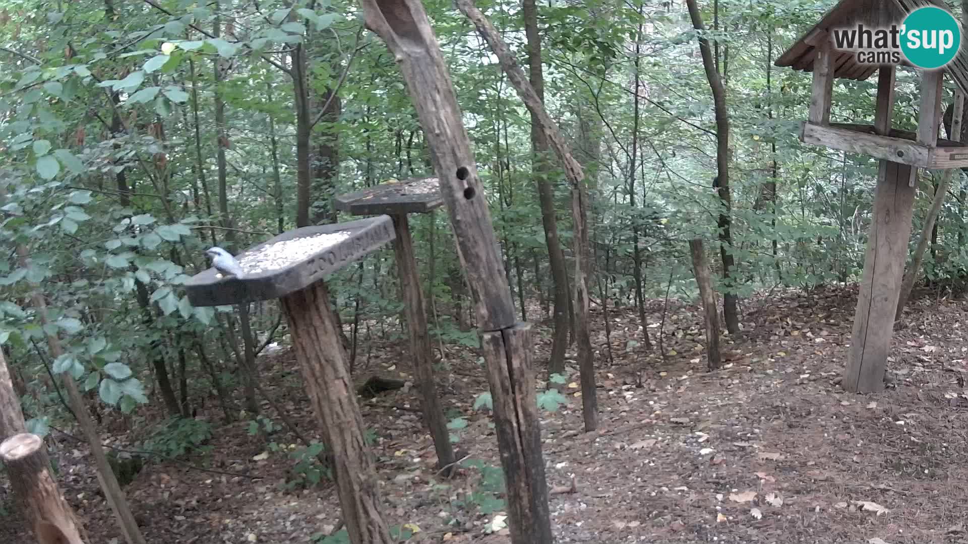 Comederos para pájaros en ZOO Ljubljana camera en vivo
