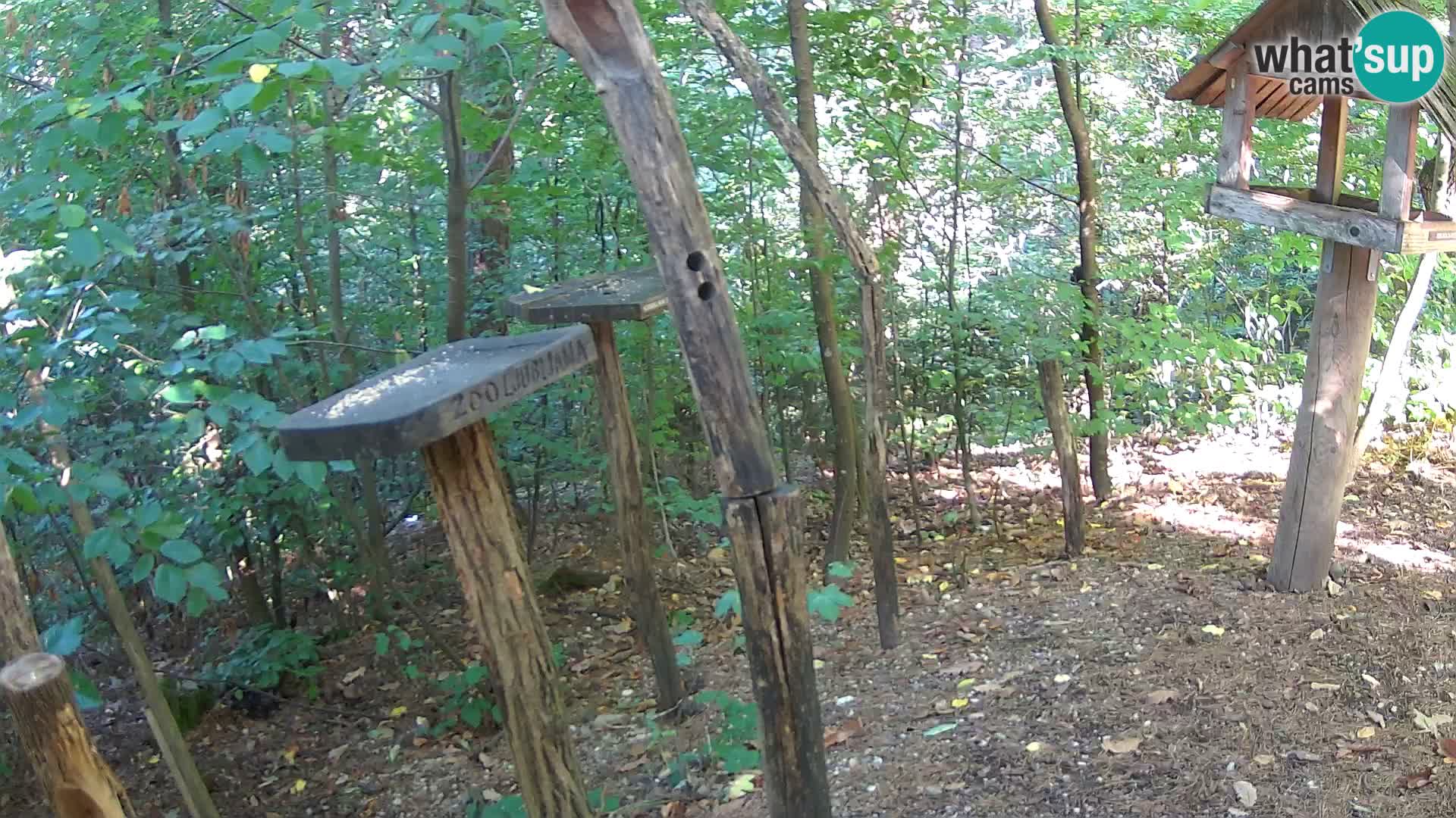 Mangeoires pour oiseaux au ZOO live webcam Ljubljana