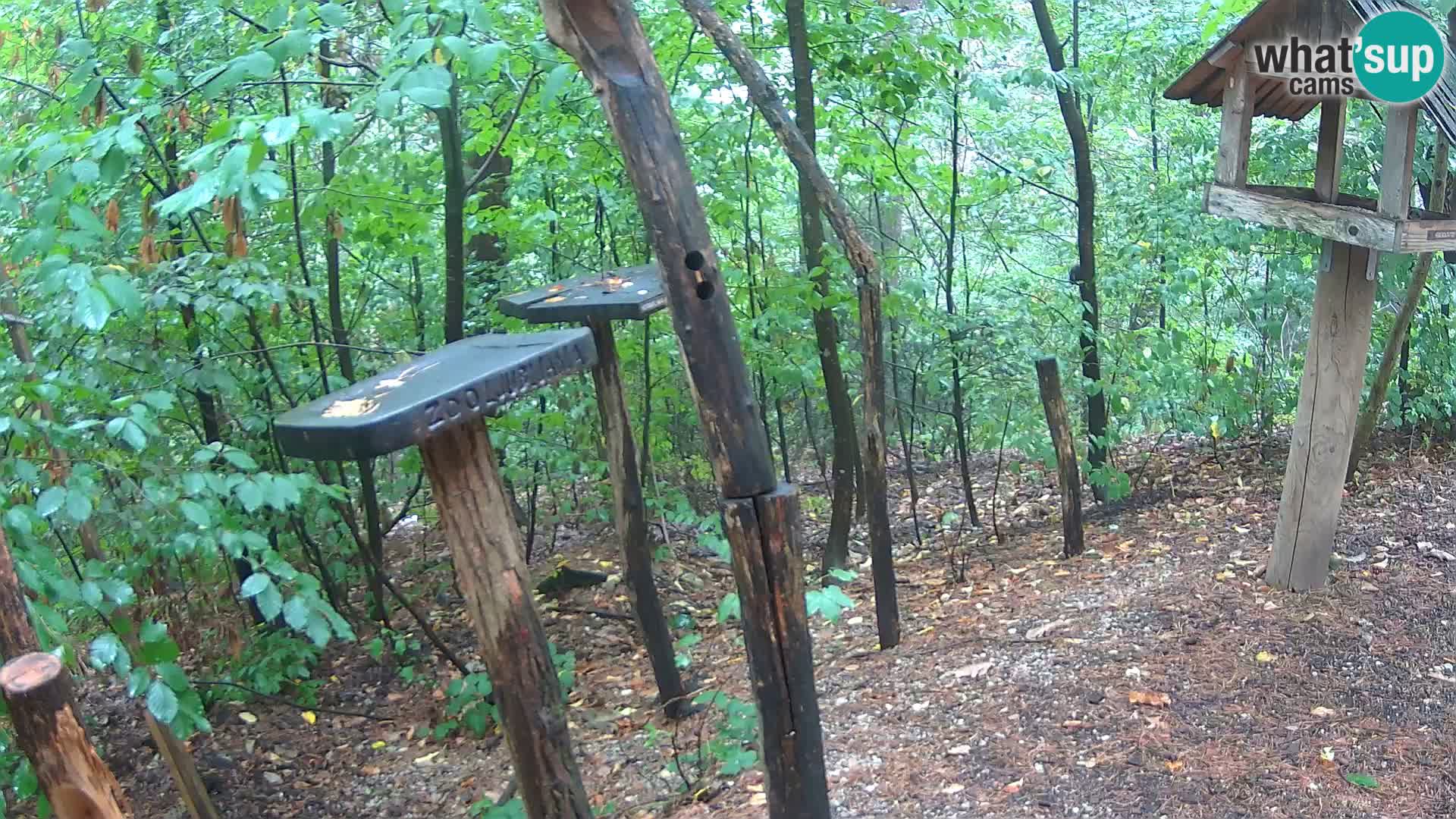 Mangeoires pour oiseaux au ZOO live webcam Ljubljana