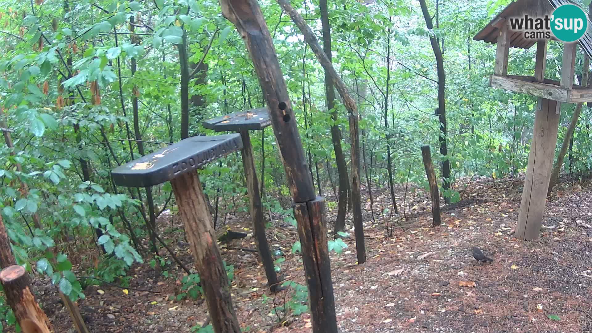 Mangeoires pour oiseaux au ZOO live webcam Ljubljana