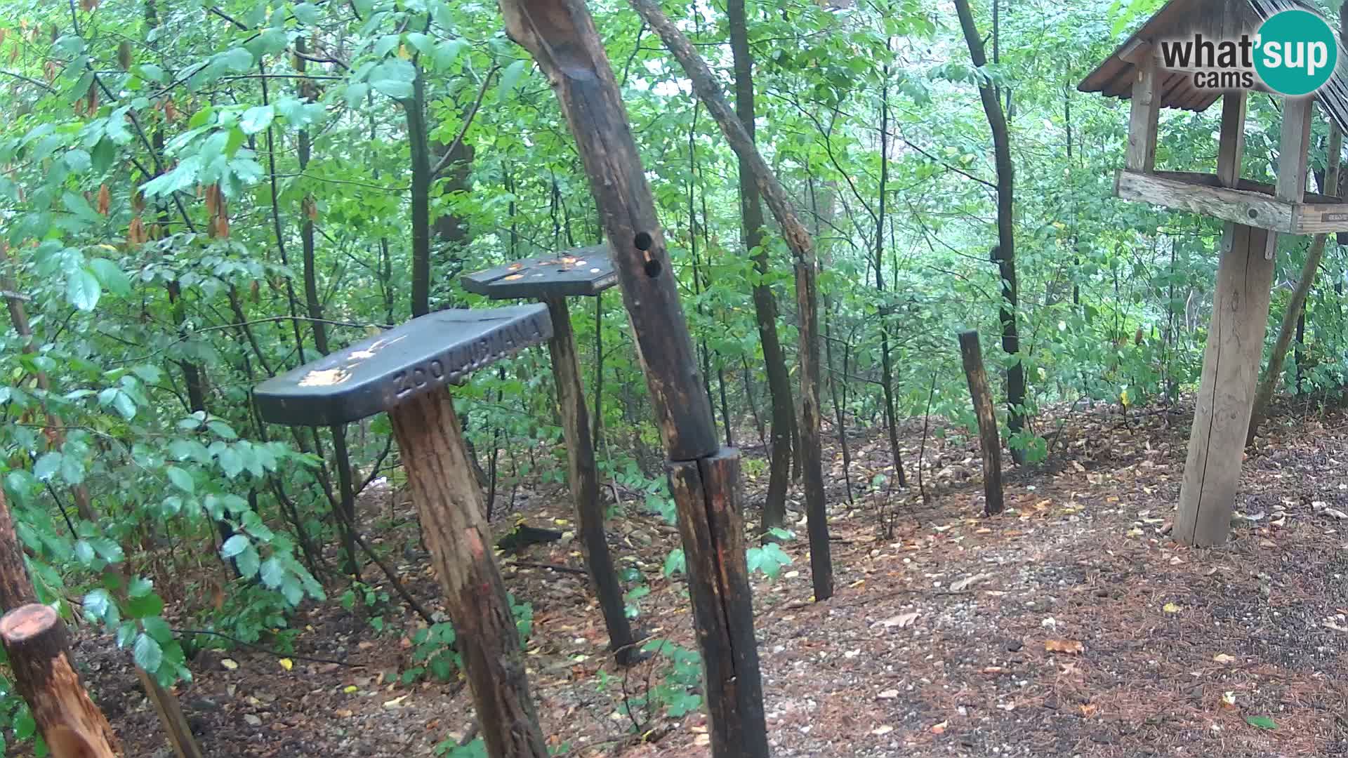 Mangeoires pour oiseaux au ZOO live webcam Ljubljana