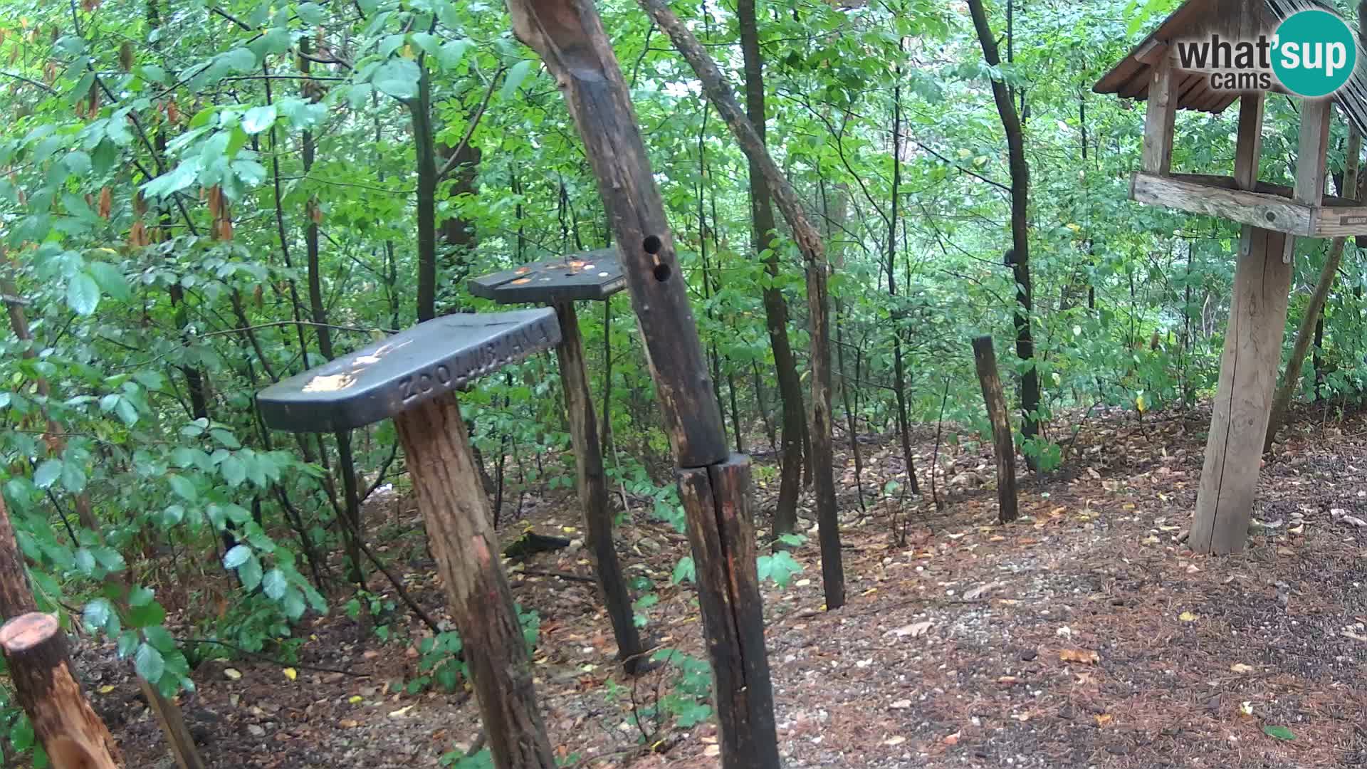 Mangeoires pour oiseaux au ZOO live webcam Ljubljana