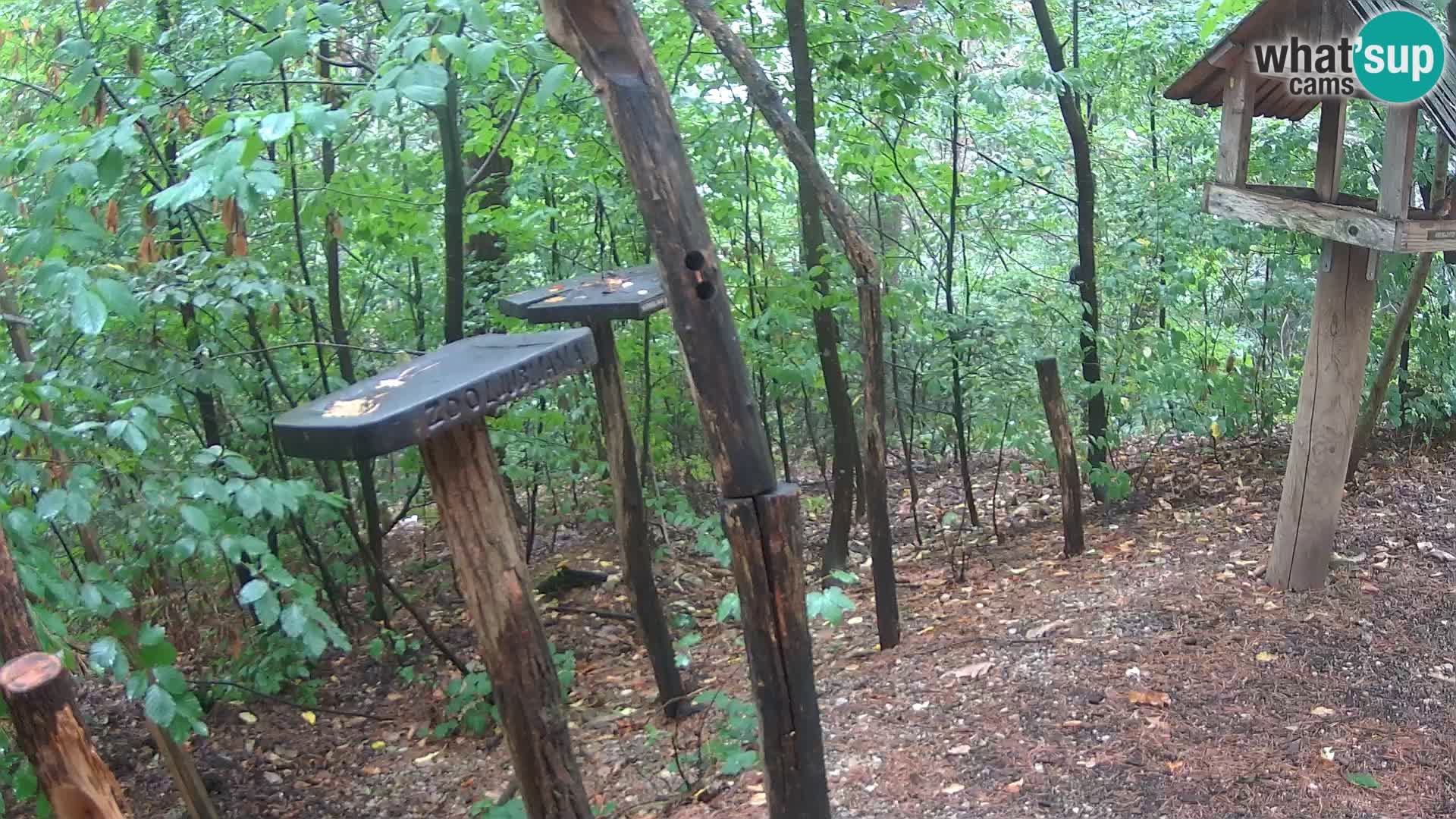 Comederos para pájaros en ZOO Ljubljana camera en vivo