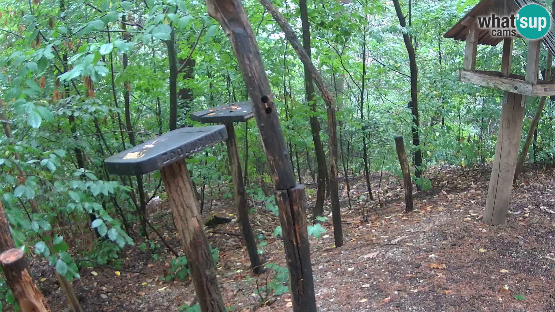 Vogelfutterhäuschen im ZOO webcam Ljubljana