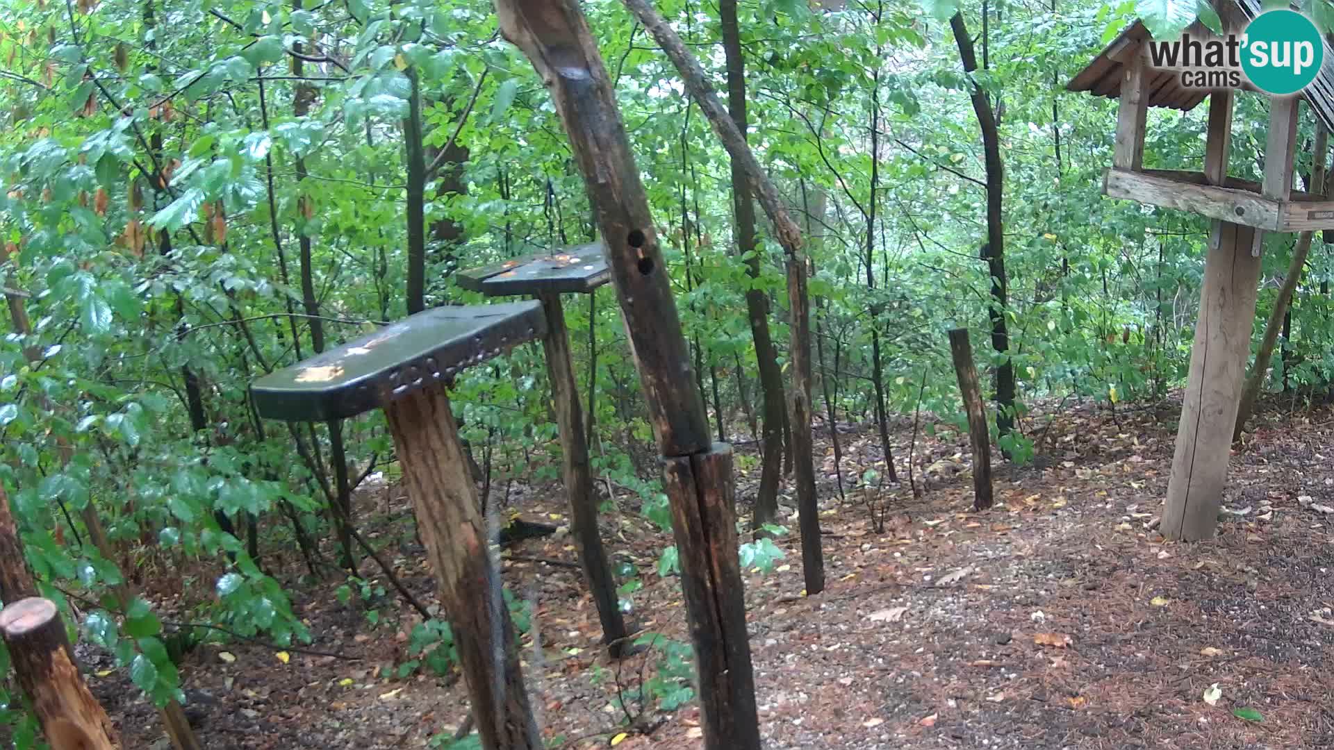 Vogelfutterhäuschen im ZOO webcam Ljubljana