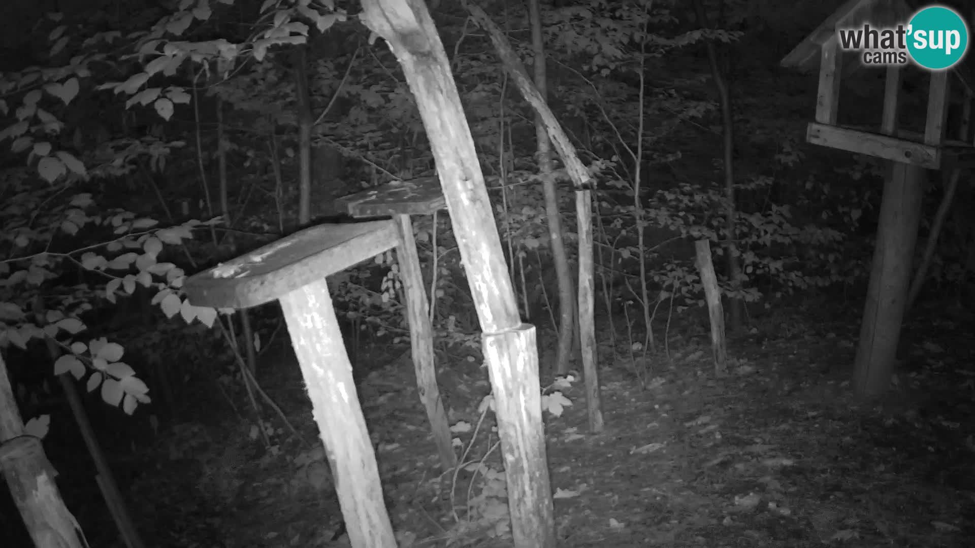 Vogelfutterhäuschen im ZOO webcam Ljubljana