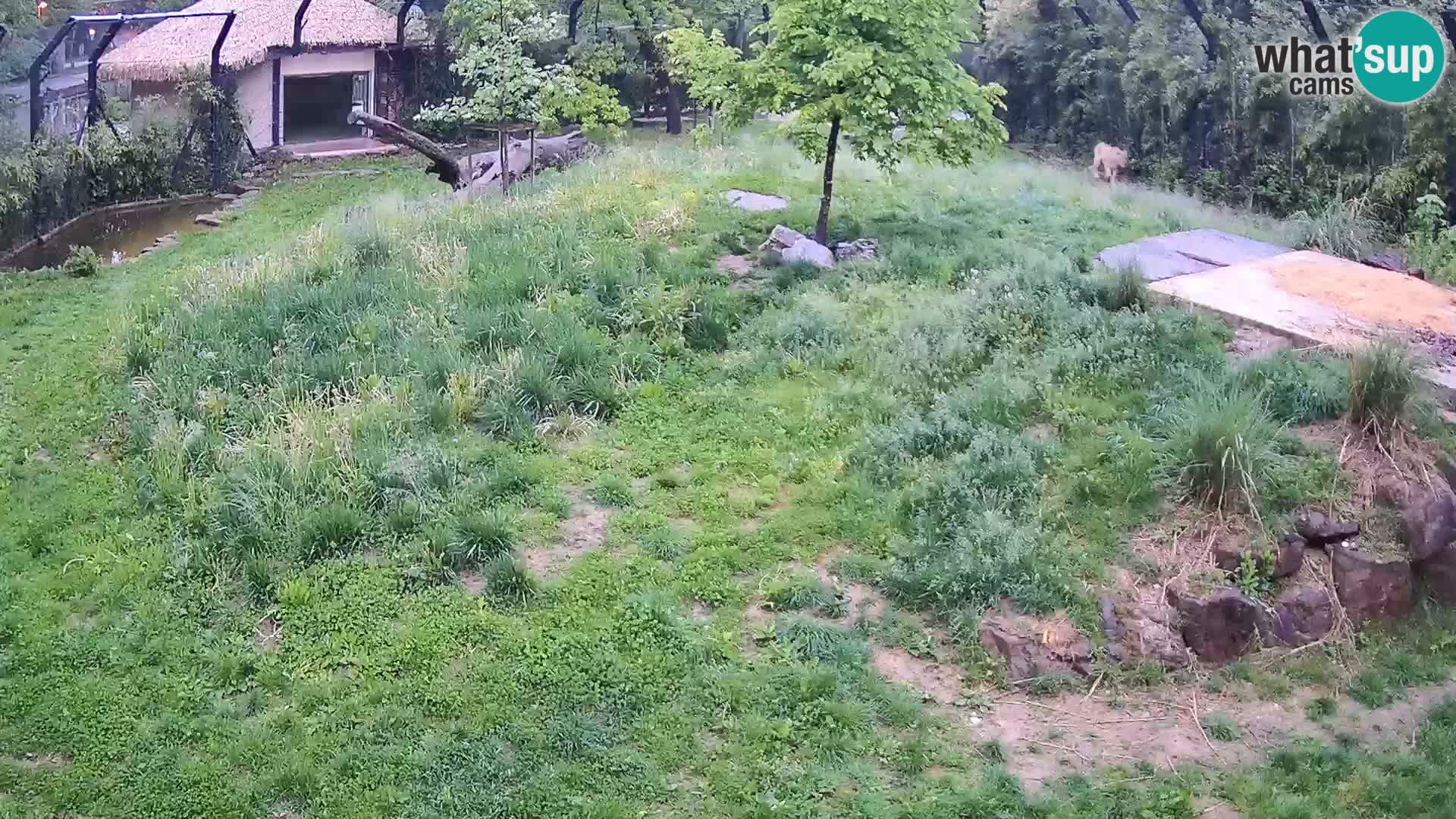 Zoo Lubiana live webcam Leoni