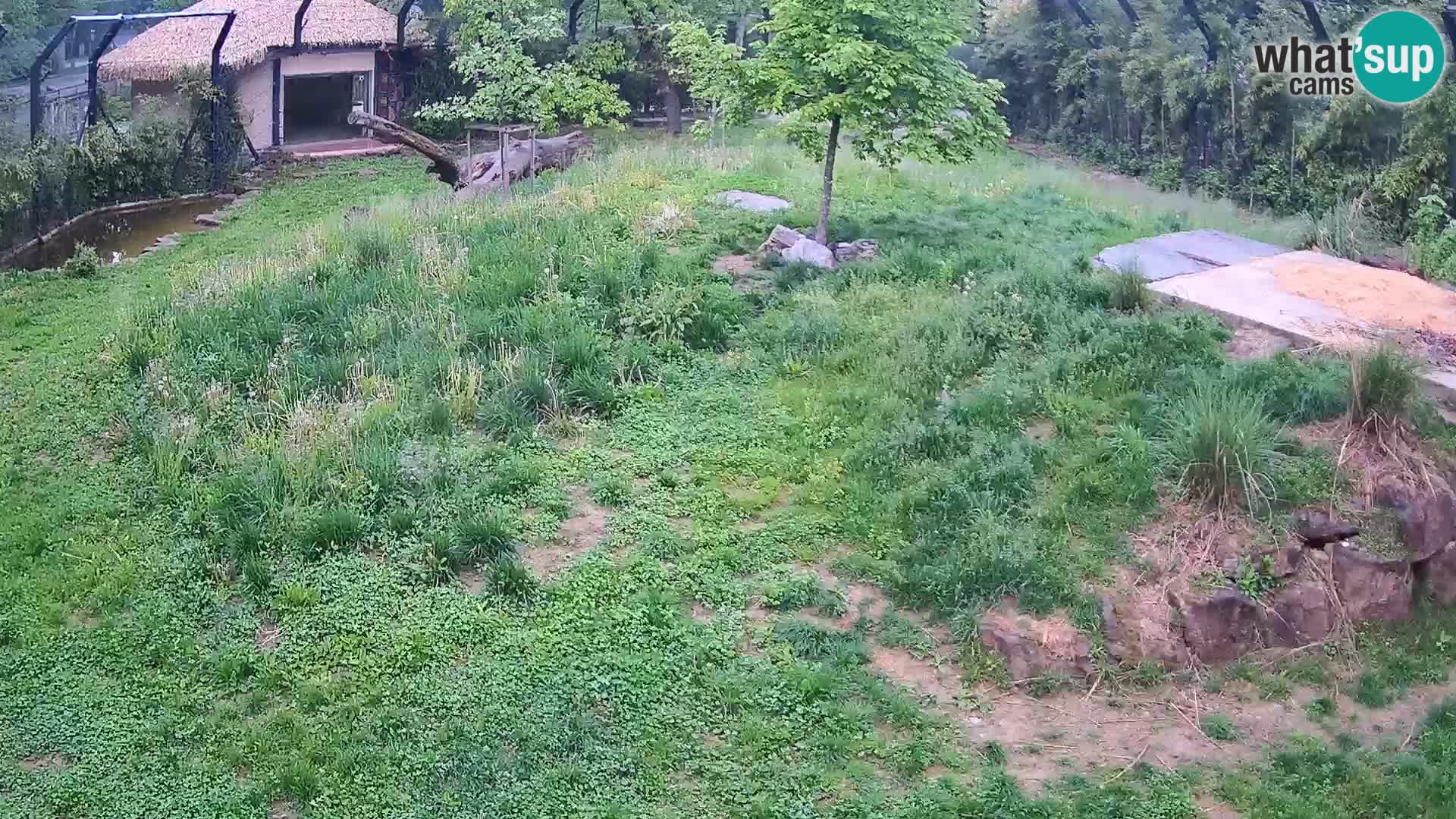 Zoo Lubiana live webcam Leoni