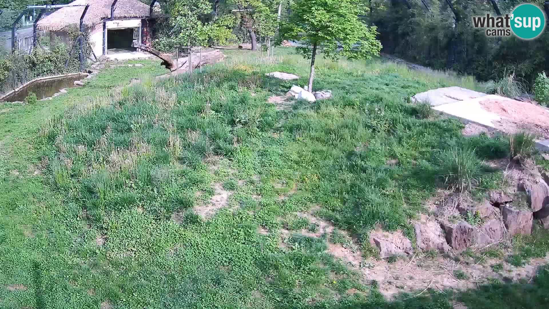 Zoo Ljubljana webcam Löwen