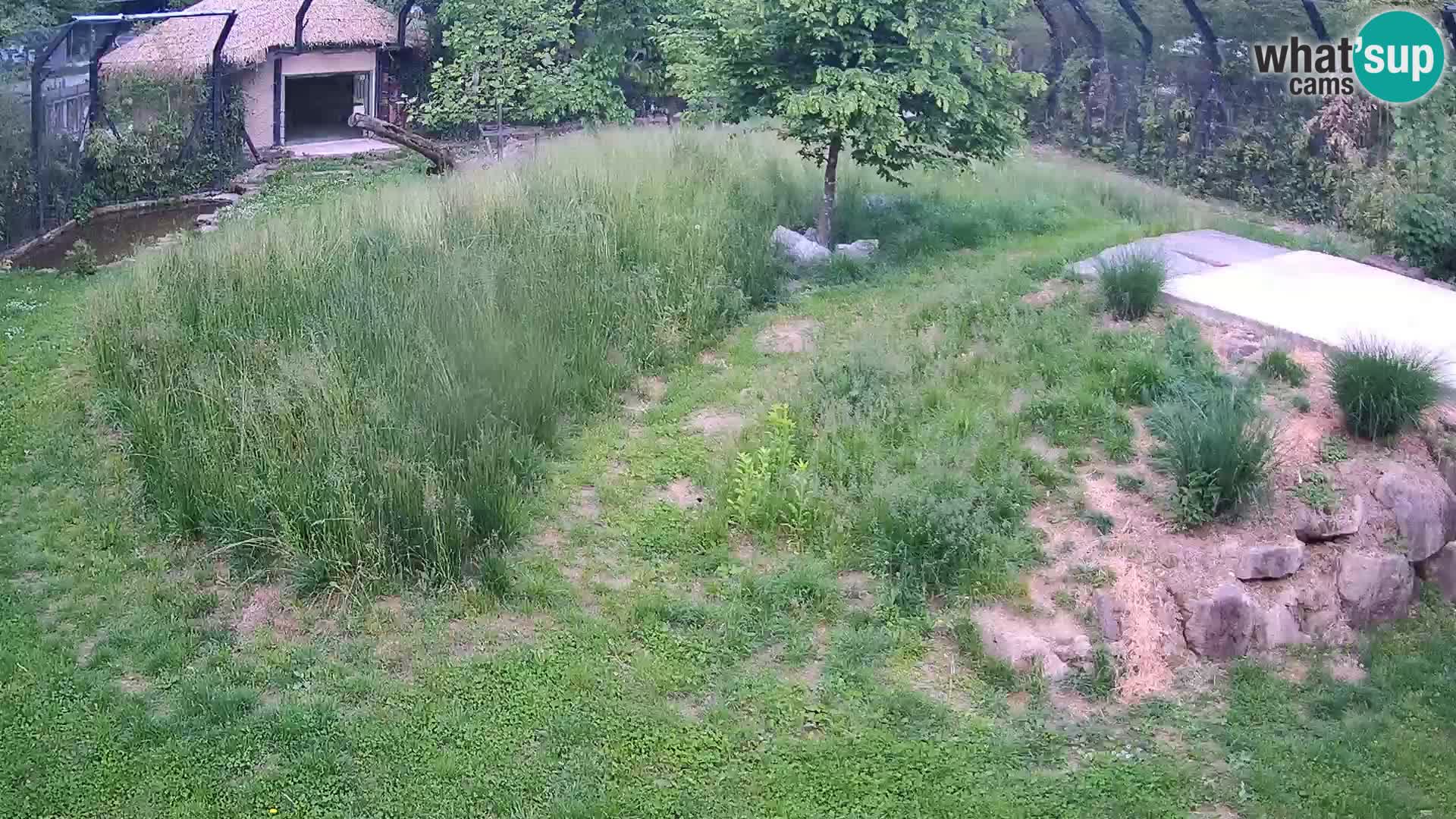 Zoo Ljubljana webcam Löwen