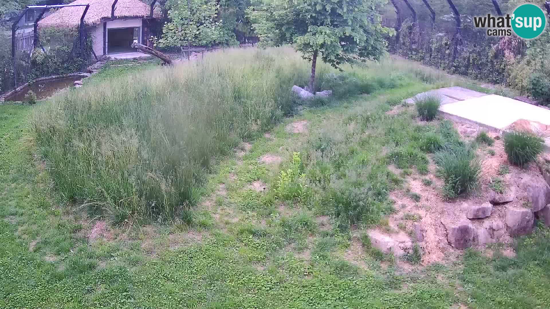 Zoo Lubiana live webcam Leoni