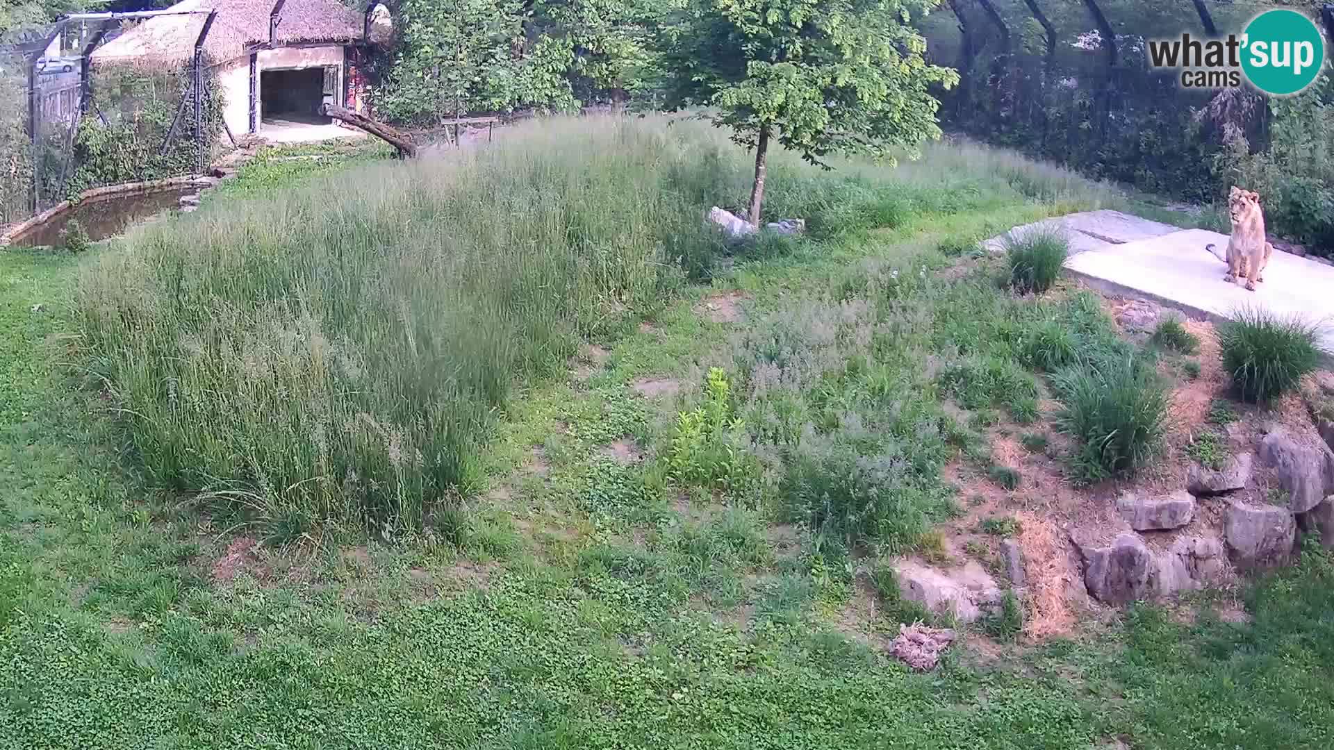 Live Ljubljana Zoo webcam Lion