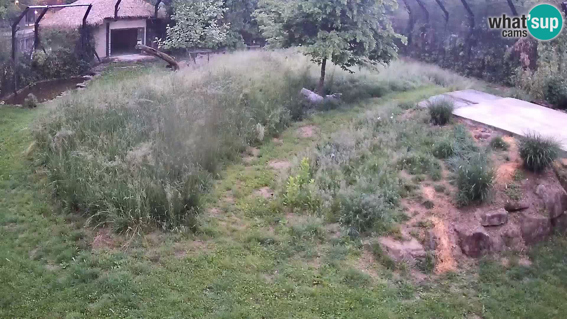 Zoo Lubiana live webcam Leoni