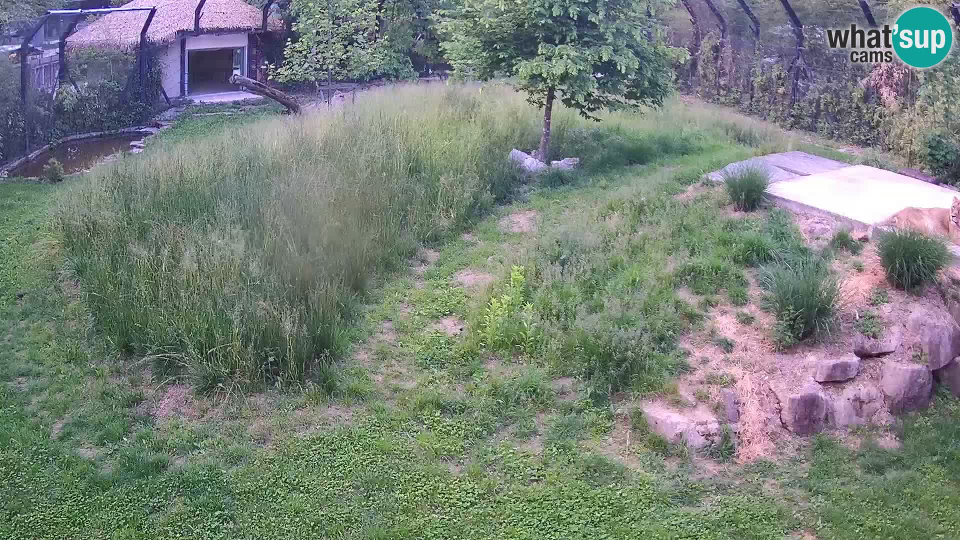 Zoo Ljubljana web kamera Lavovi
