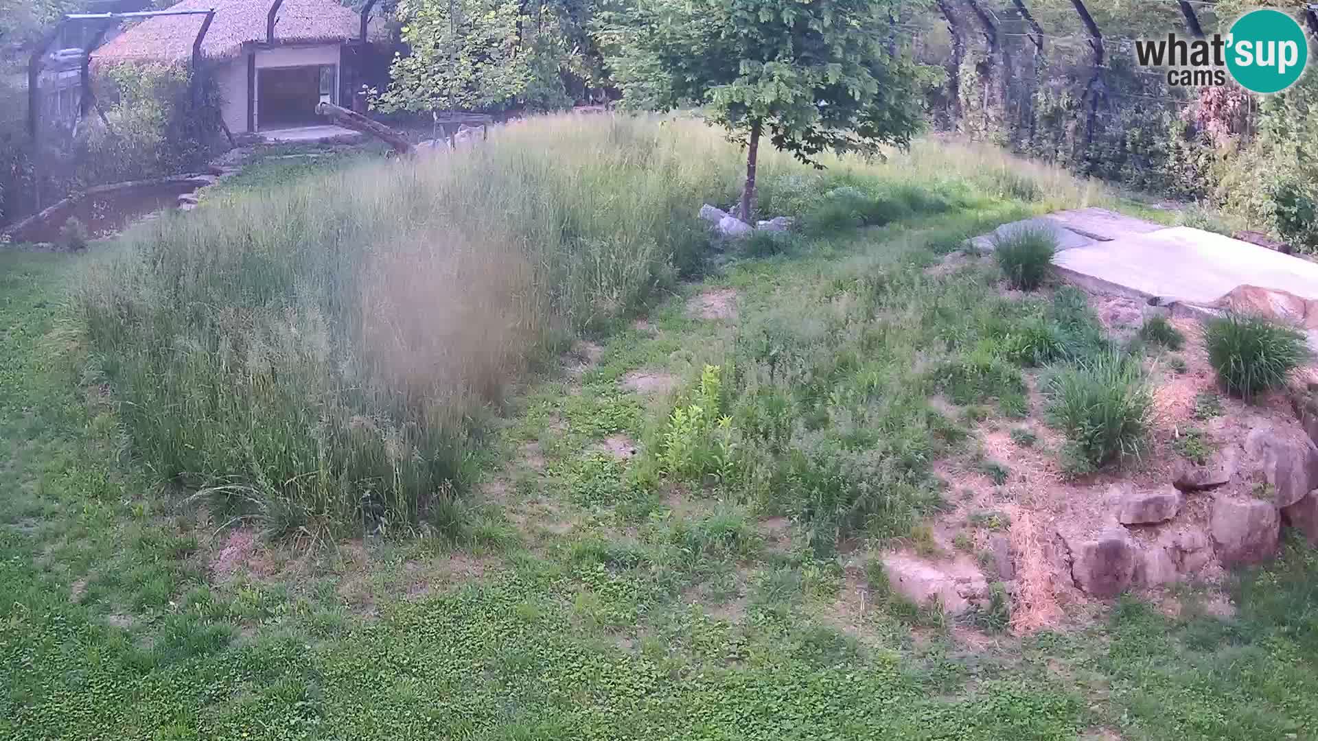 Live Ljubljana Zoo webcam Lion