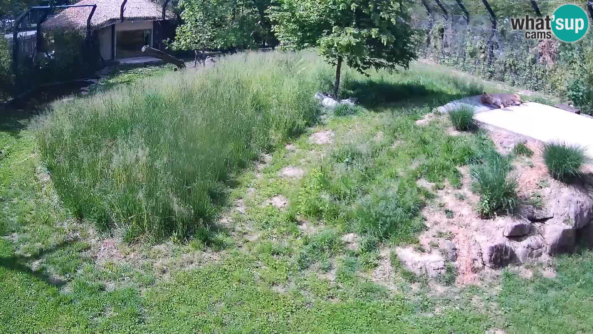 Zoo Ljubljana webcam Löwen