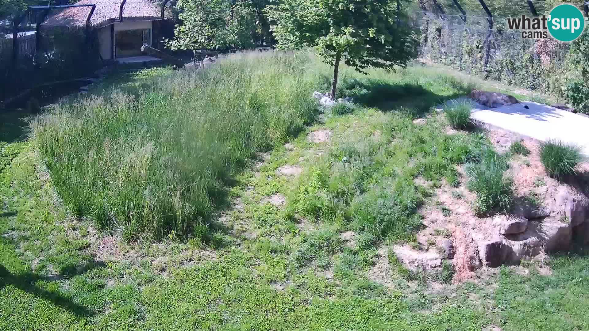 Zoo Lubiana live webcam Leoni