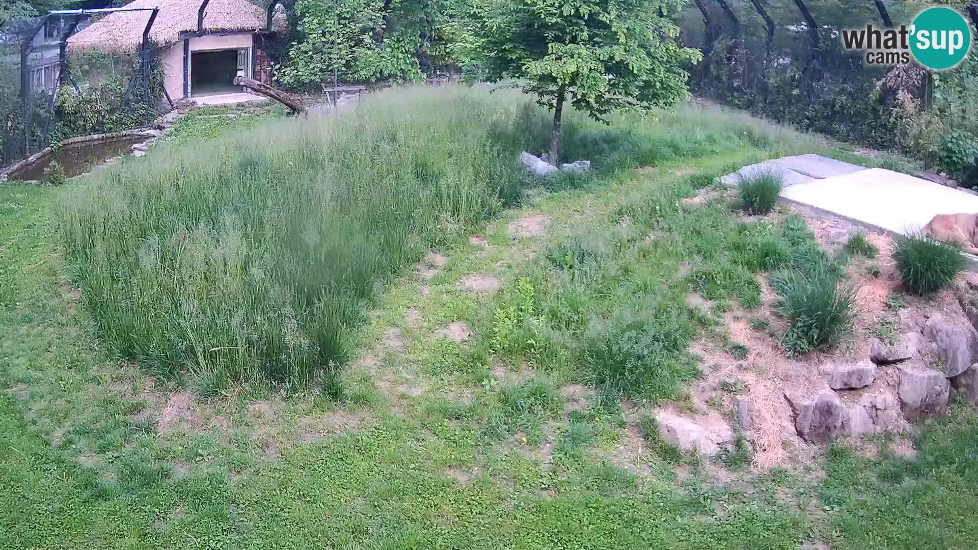 Zoo Ljubljana web kamera Lavovi