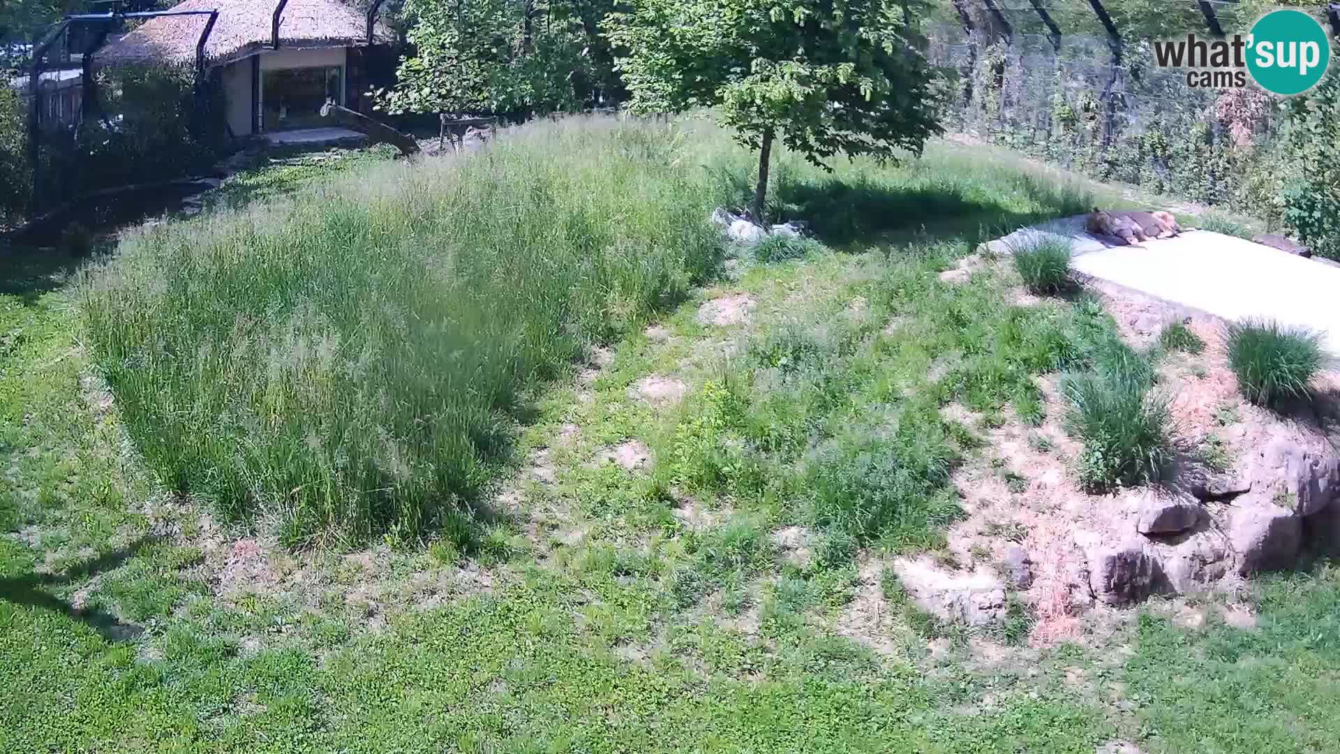 Zoo Ljubljana webcam Löwen