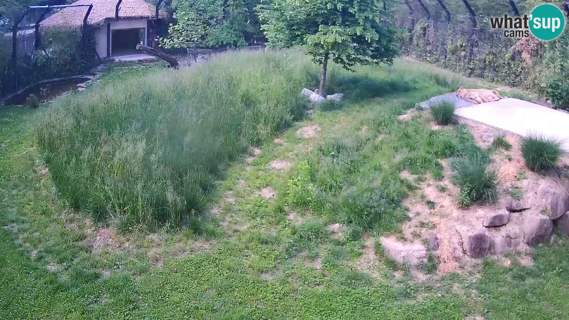 Zoo Ljubljana webcam Löwen