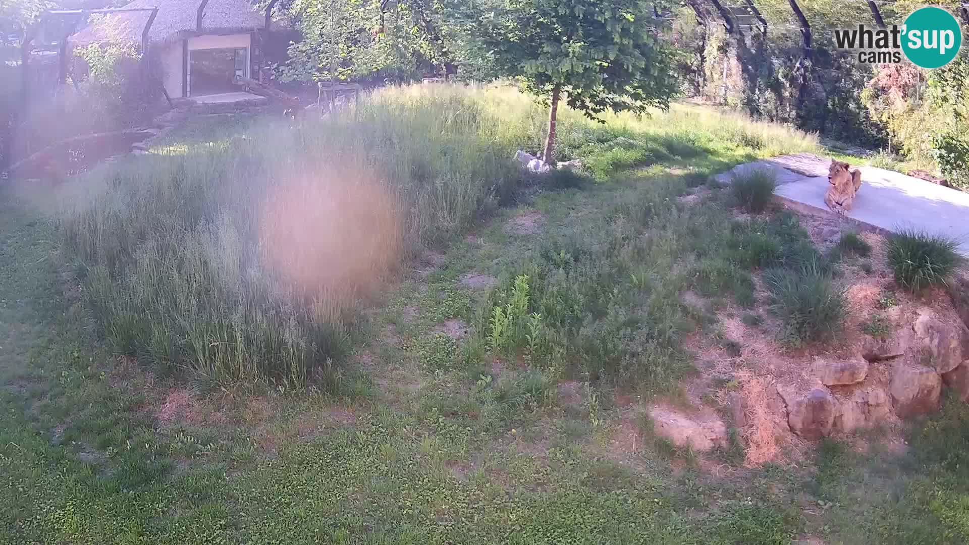 Zoo Ljubljana webcam Löwen