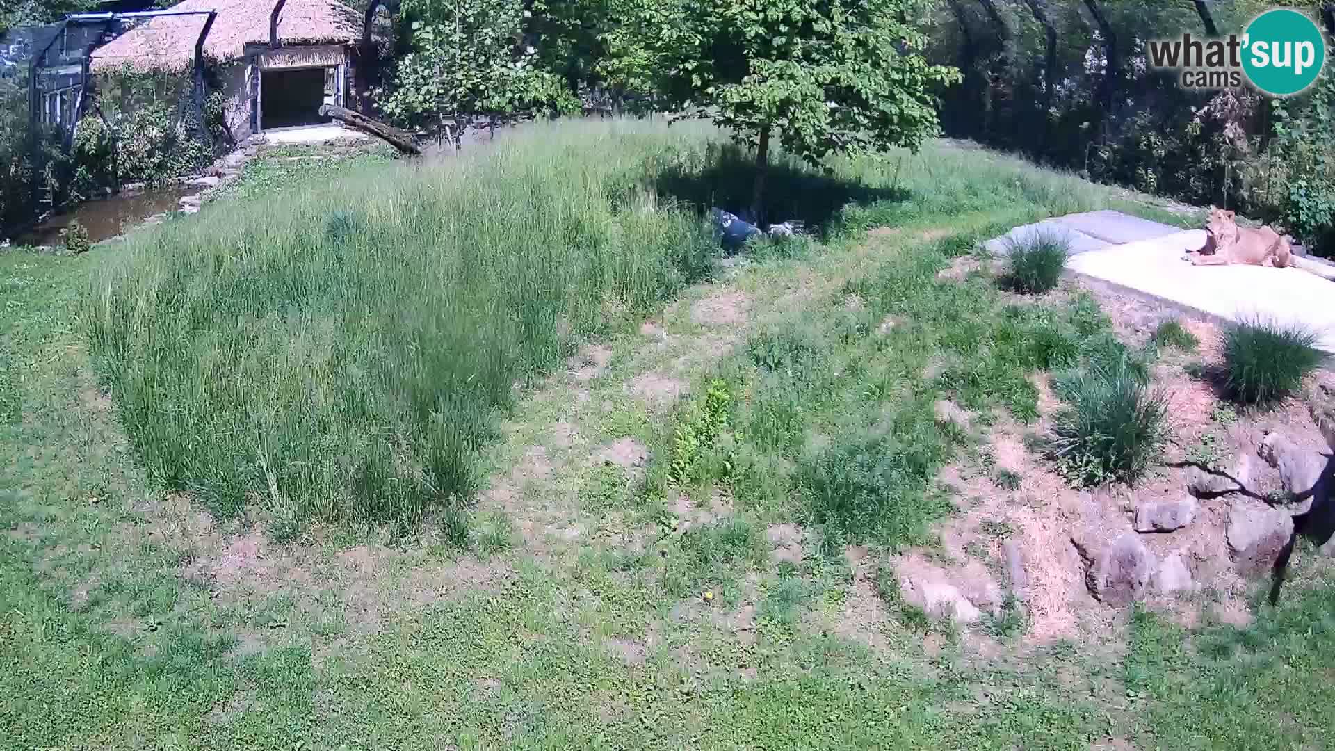 Zoo Ljubljana web kamera Lavovi