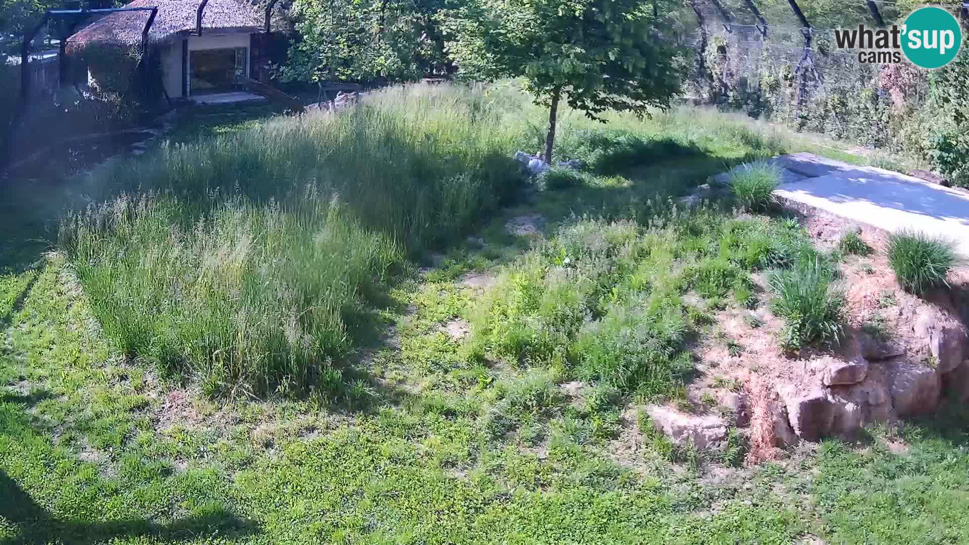 Zoo Ljubljana camera en vivo Leones