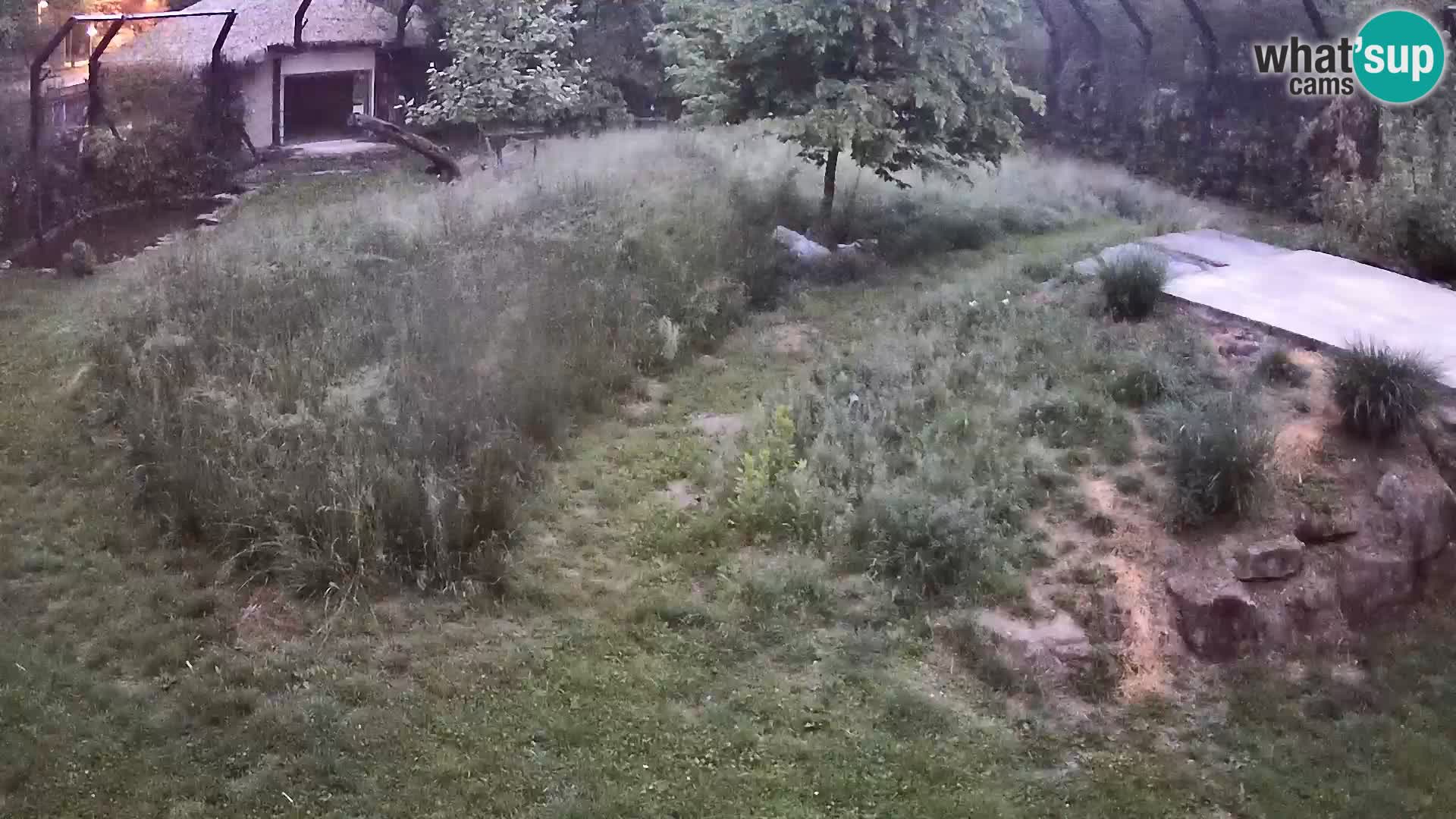 Zoo Lubiana live webcam Leoni