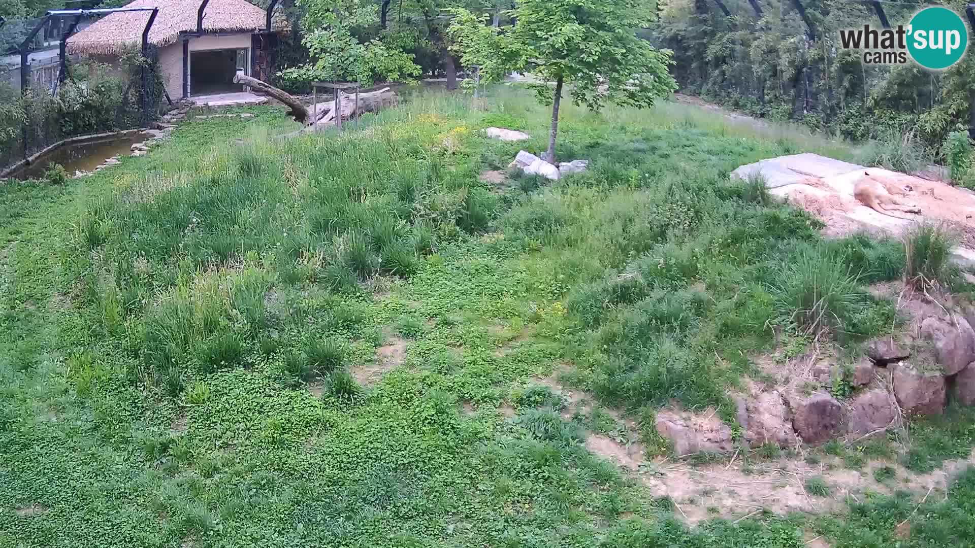Zoo Ljubljana webcam Löwen