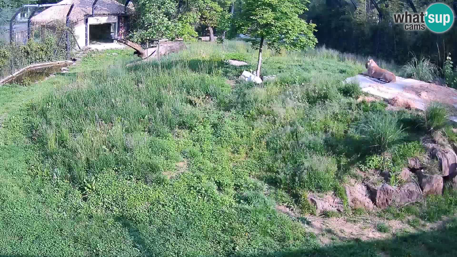 Live Ljubljana Zoo webcam Lion