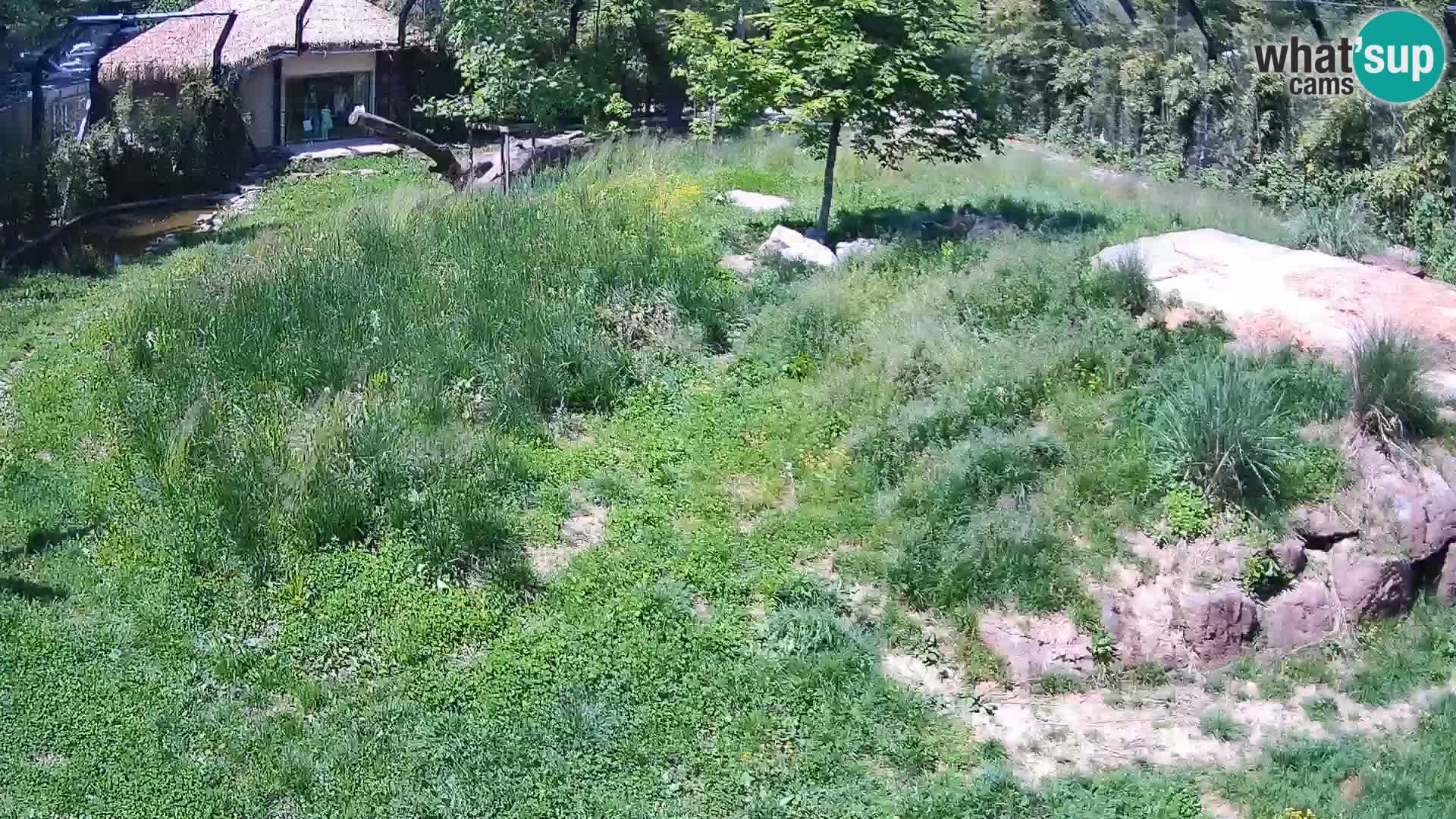 Zoo Ljubljana camera en vivo Leones