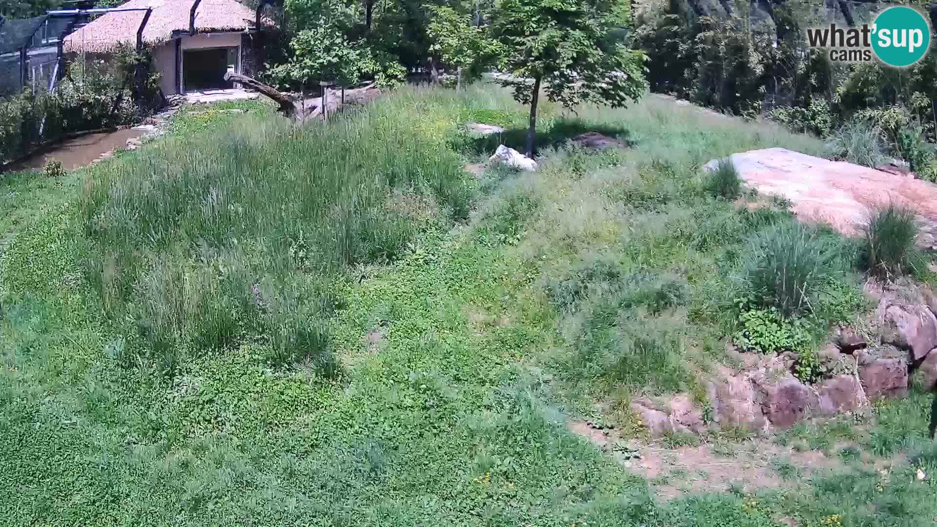 Živalski vrt Ljubljana kamera v živo Levi